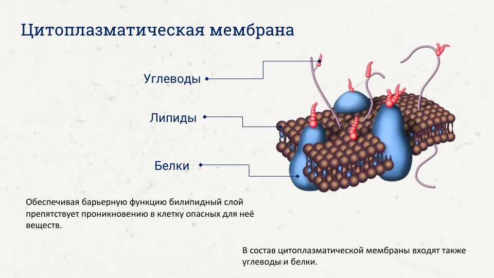 Репетитор по химии и биологии | Подготовка к ОГЭ и ЕГЭ - миниатюра 8