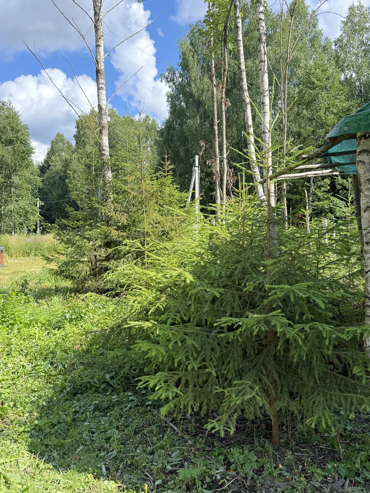 Продаю участок (Собственник) - миниатюра 9