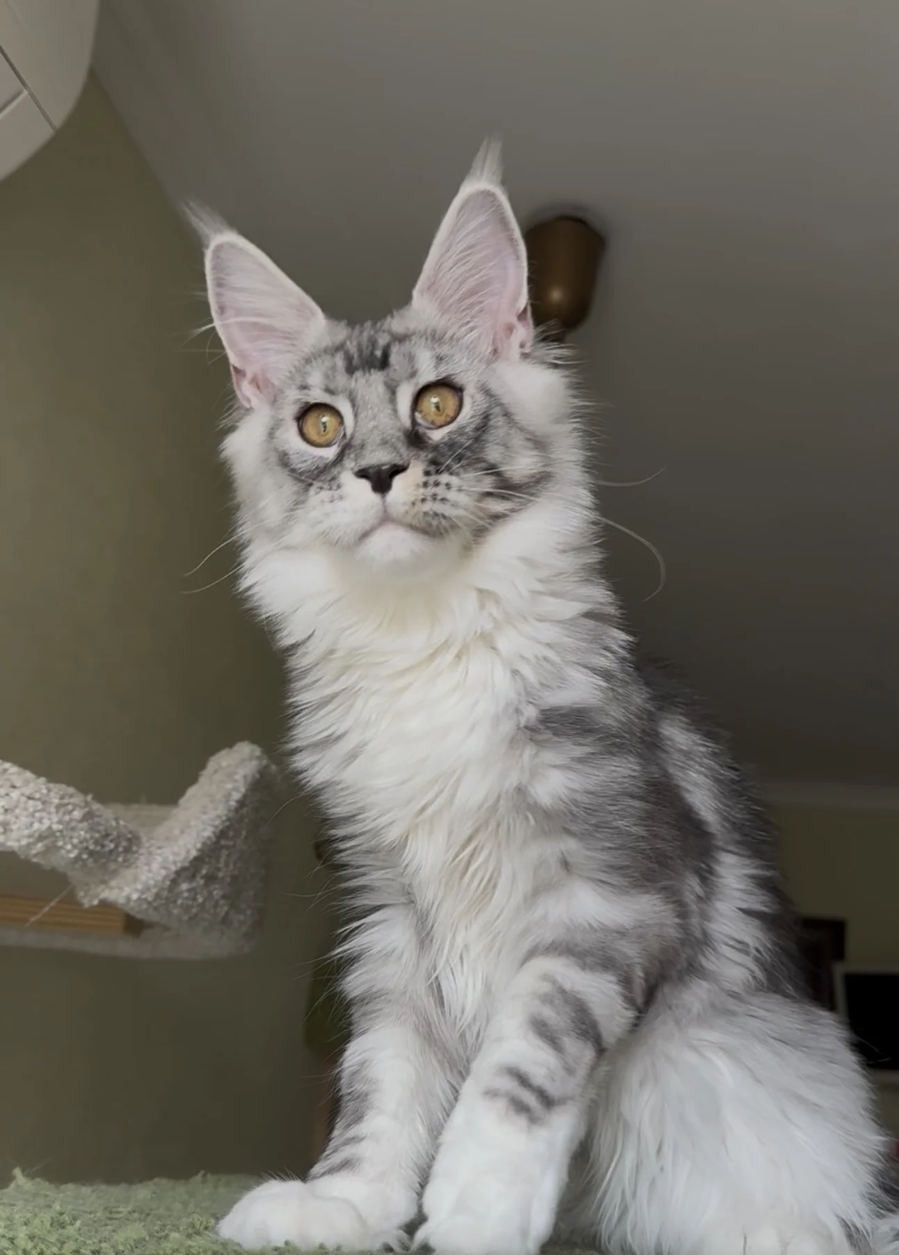 котенок мейн-кун - миниатюра 2