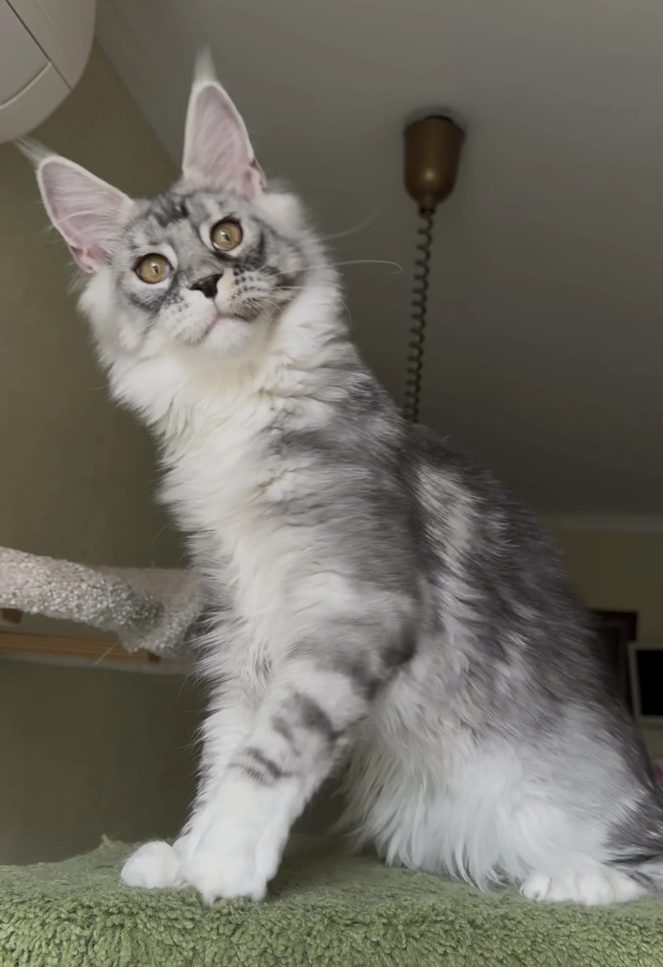 котенок мейн-кун - миниатюра 3
