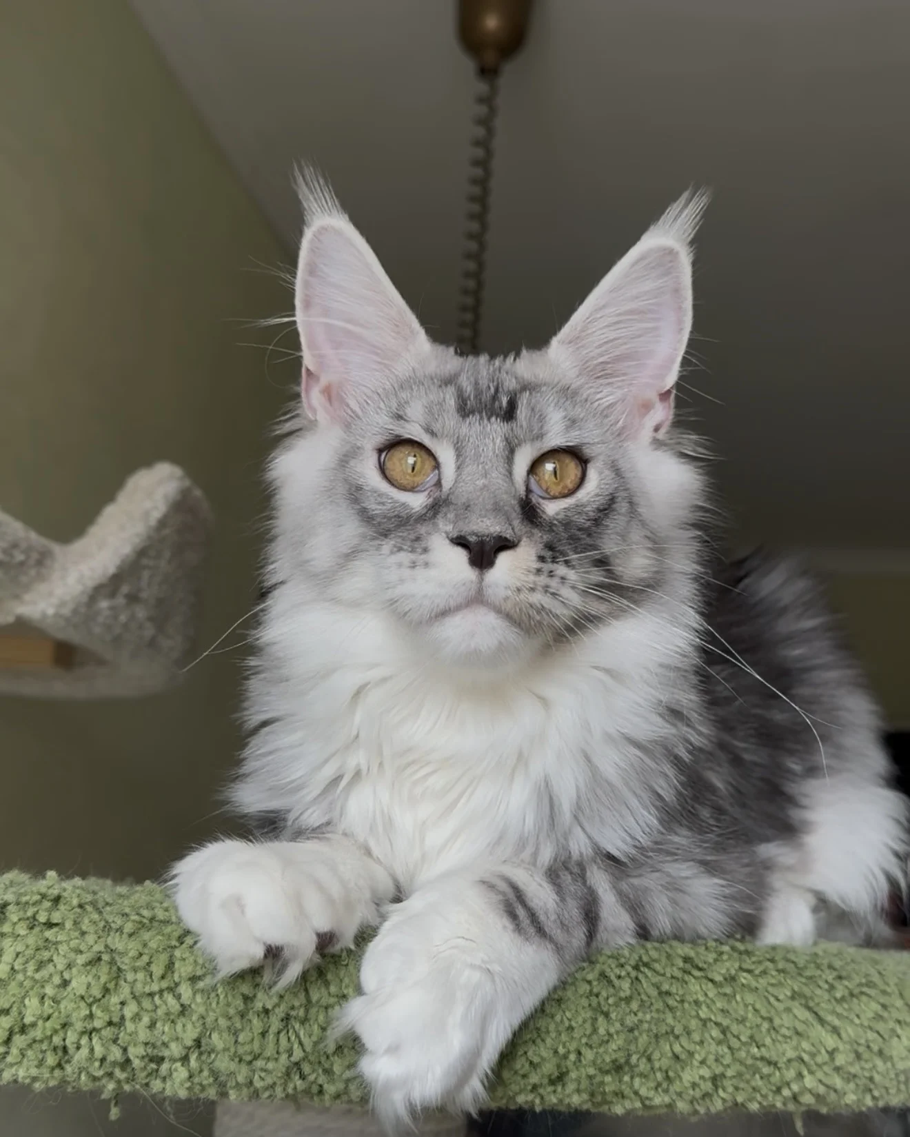 котенок мейн-кун - миниатюра 5
