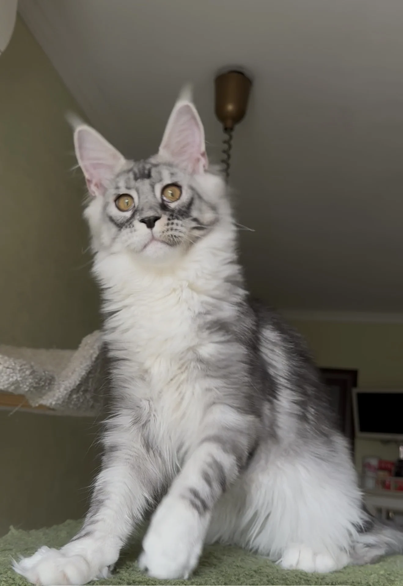 котенок мейн-кун - миниатюра 7