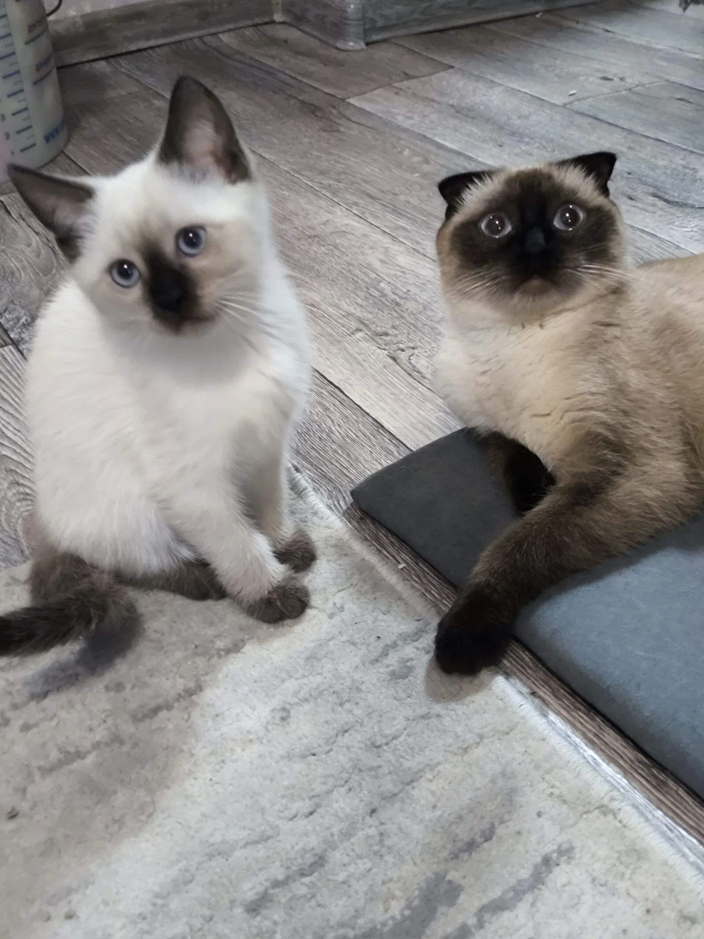 котята - миниатюра 2