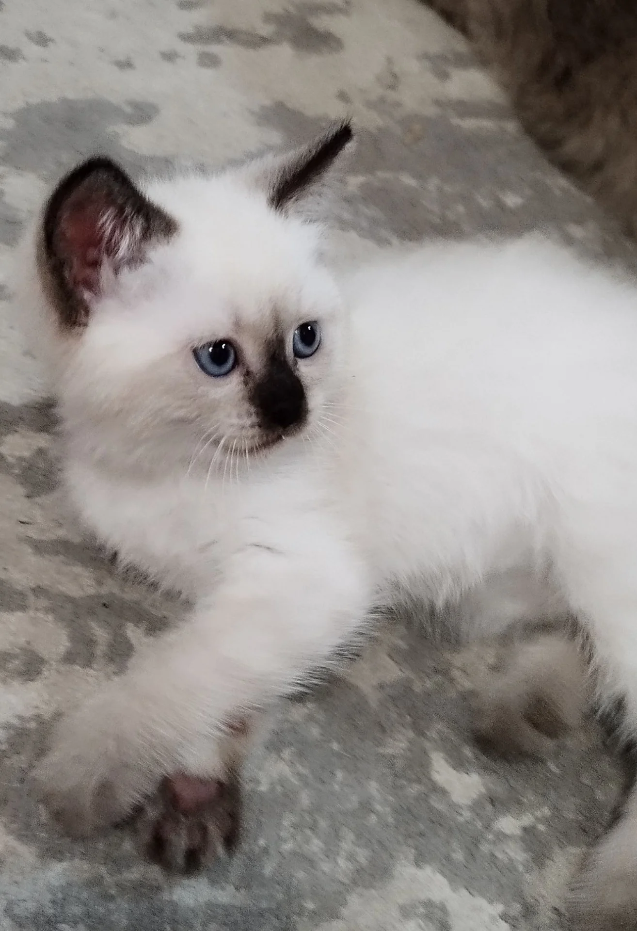котята - миниатюра 3