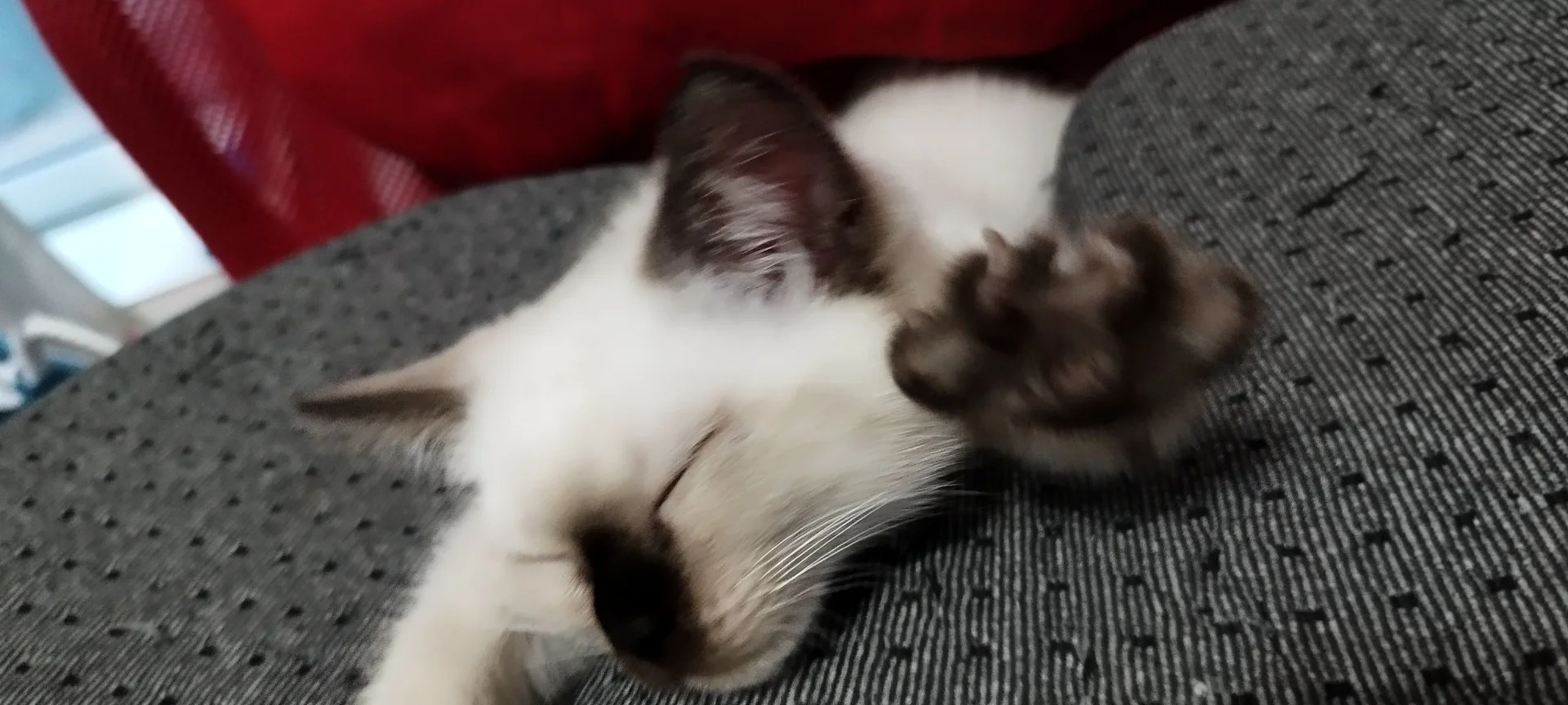 котята - миниатюра 4
