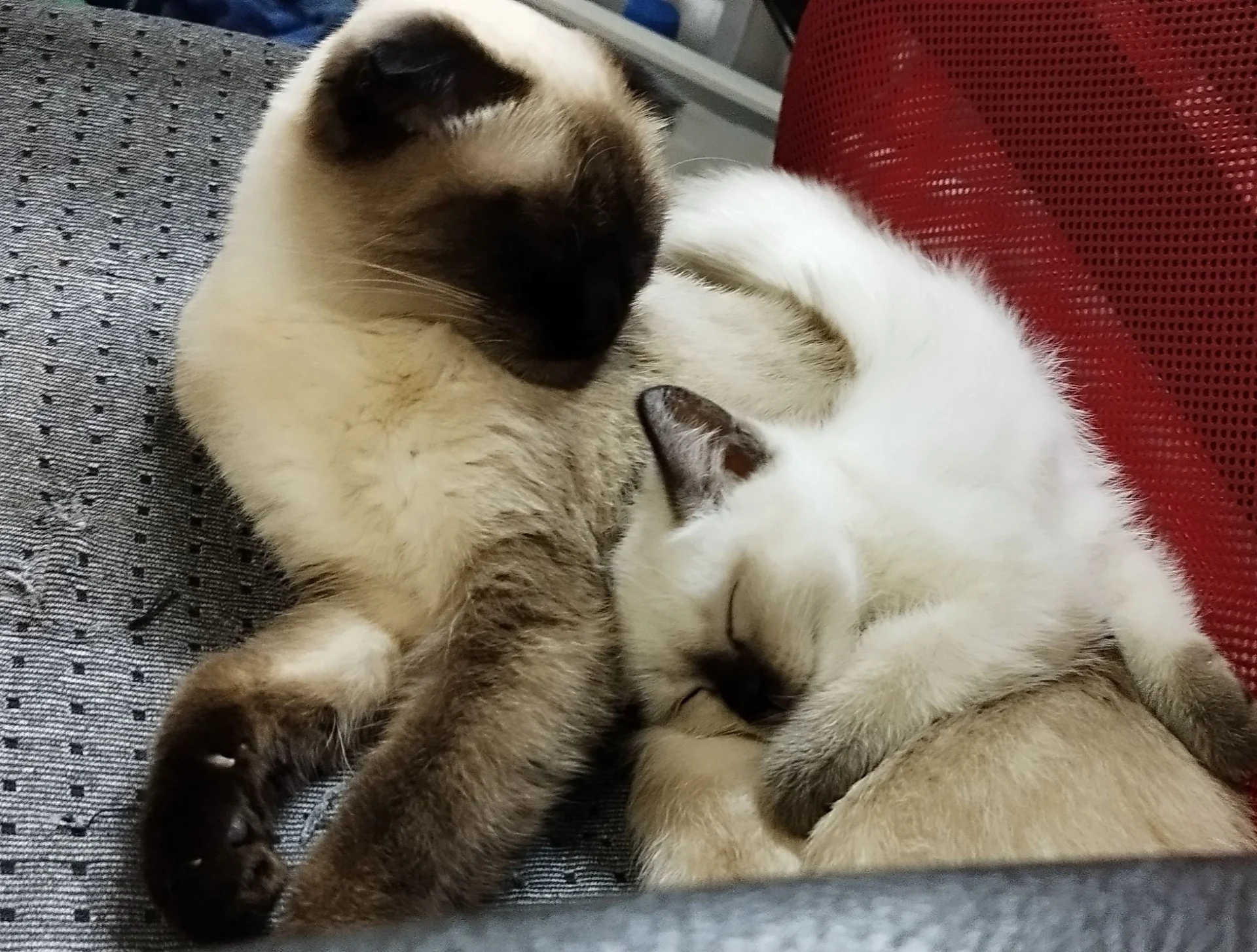 котята - миниатюра 5