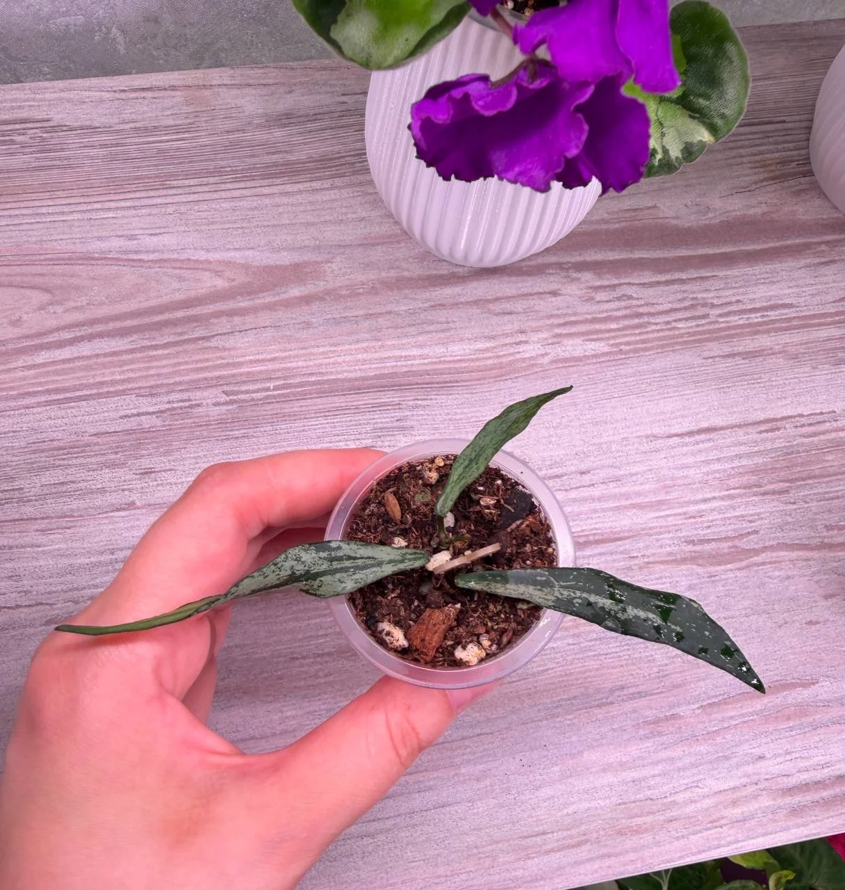 Хойя Mirabilis Silver - изображение 1