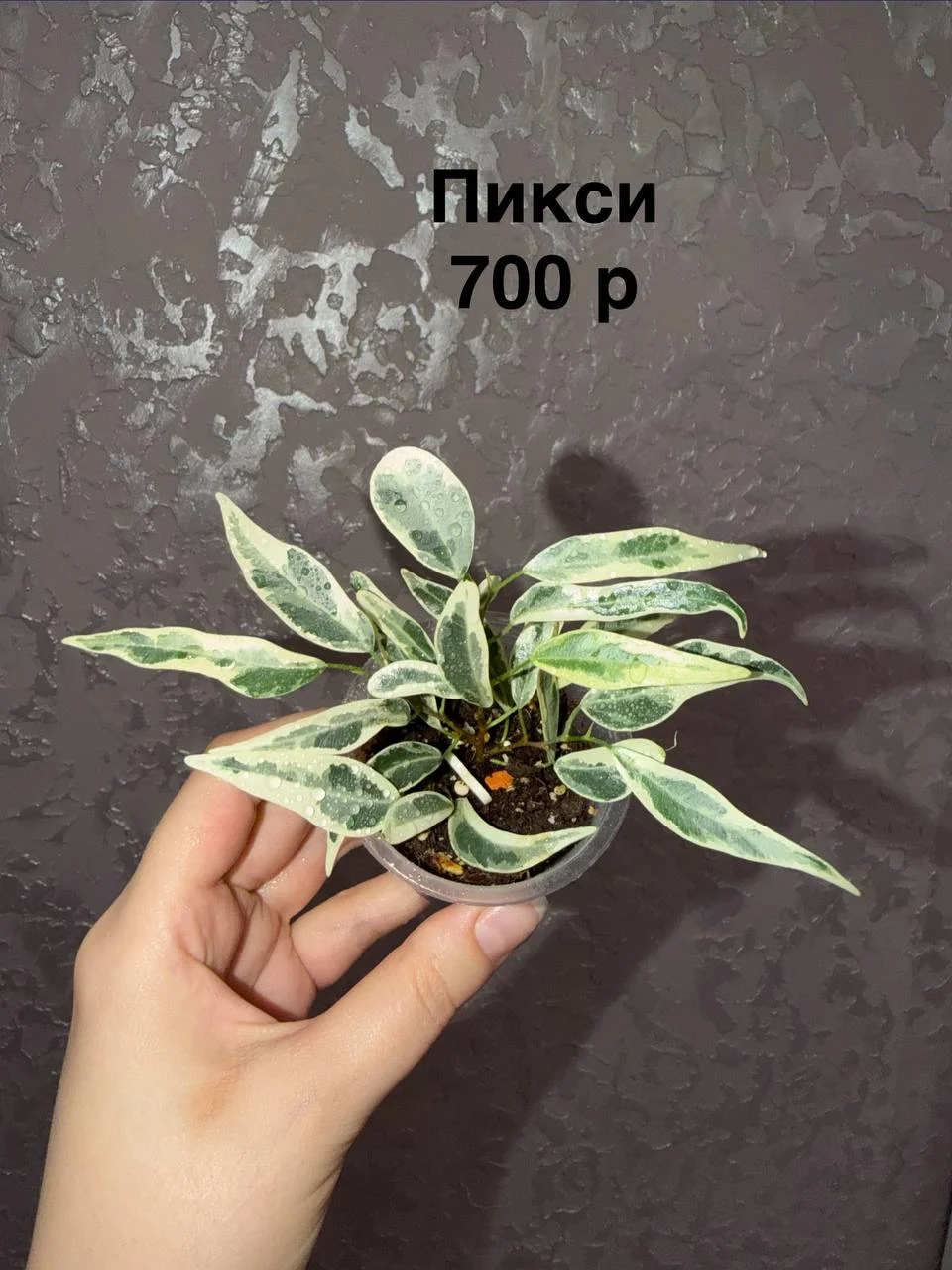 Фикус Пикси - миниатюра 4