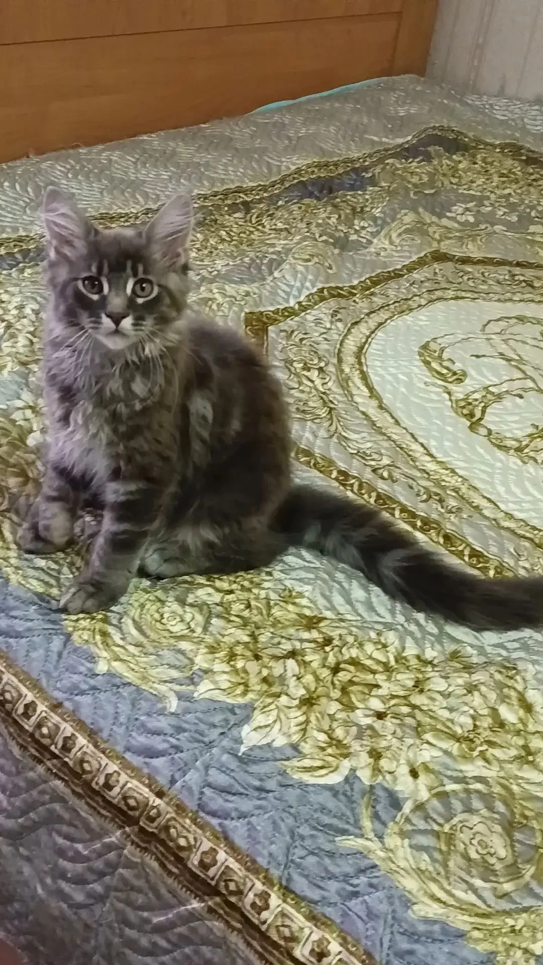 Котёнок породы Мейн-Кун. - миниатюра 3