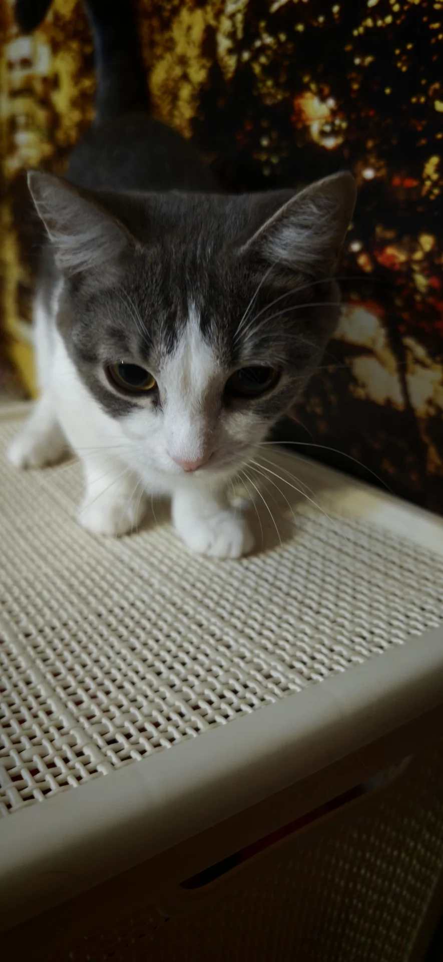 манчкин