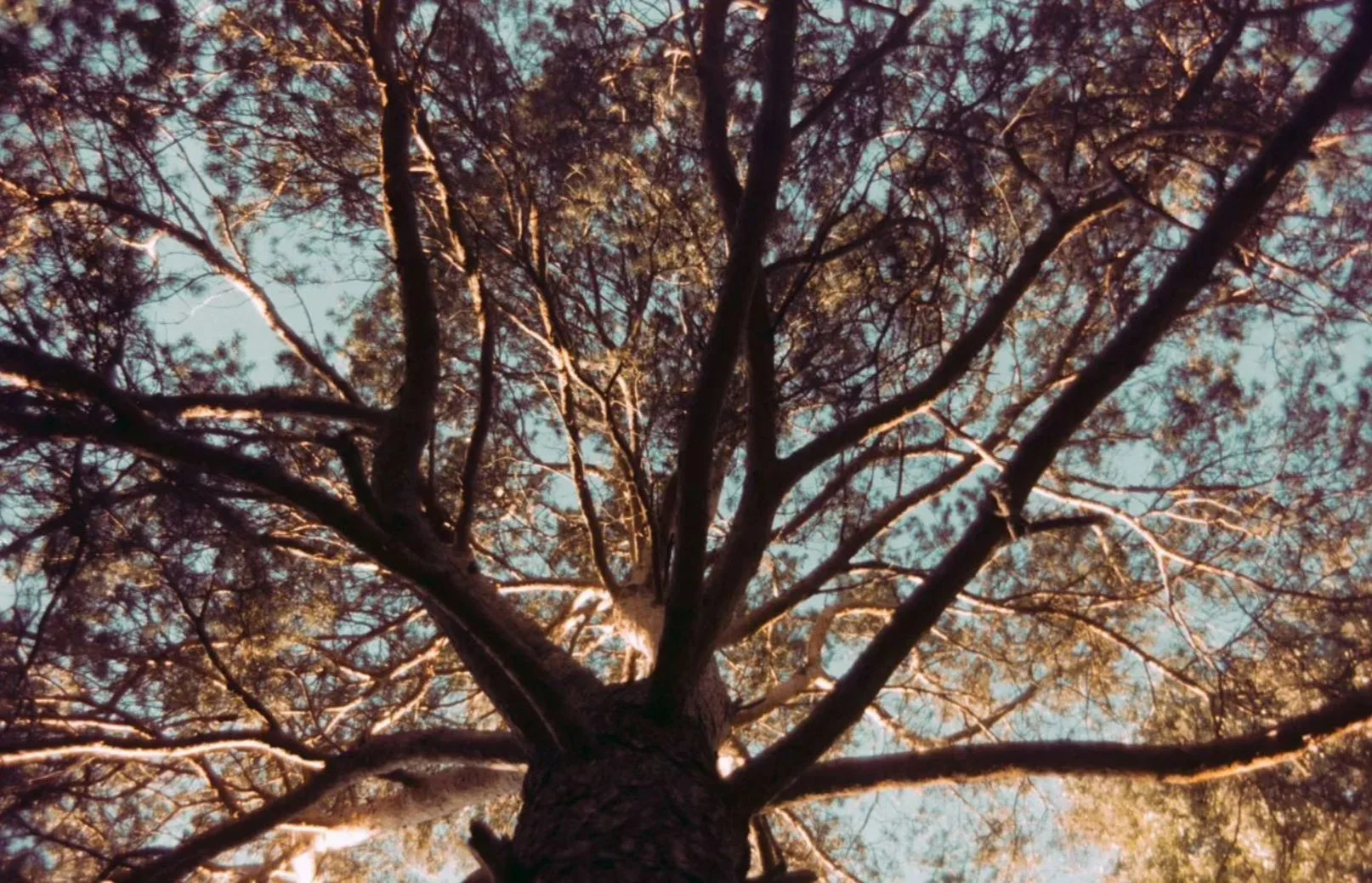 Kodak 200 iso 36 кадров 35 мм - миниатюра 5