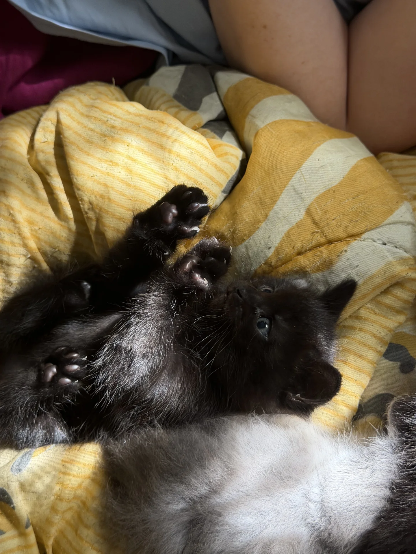 котята в добрые руки - миниатюра 4