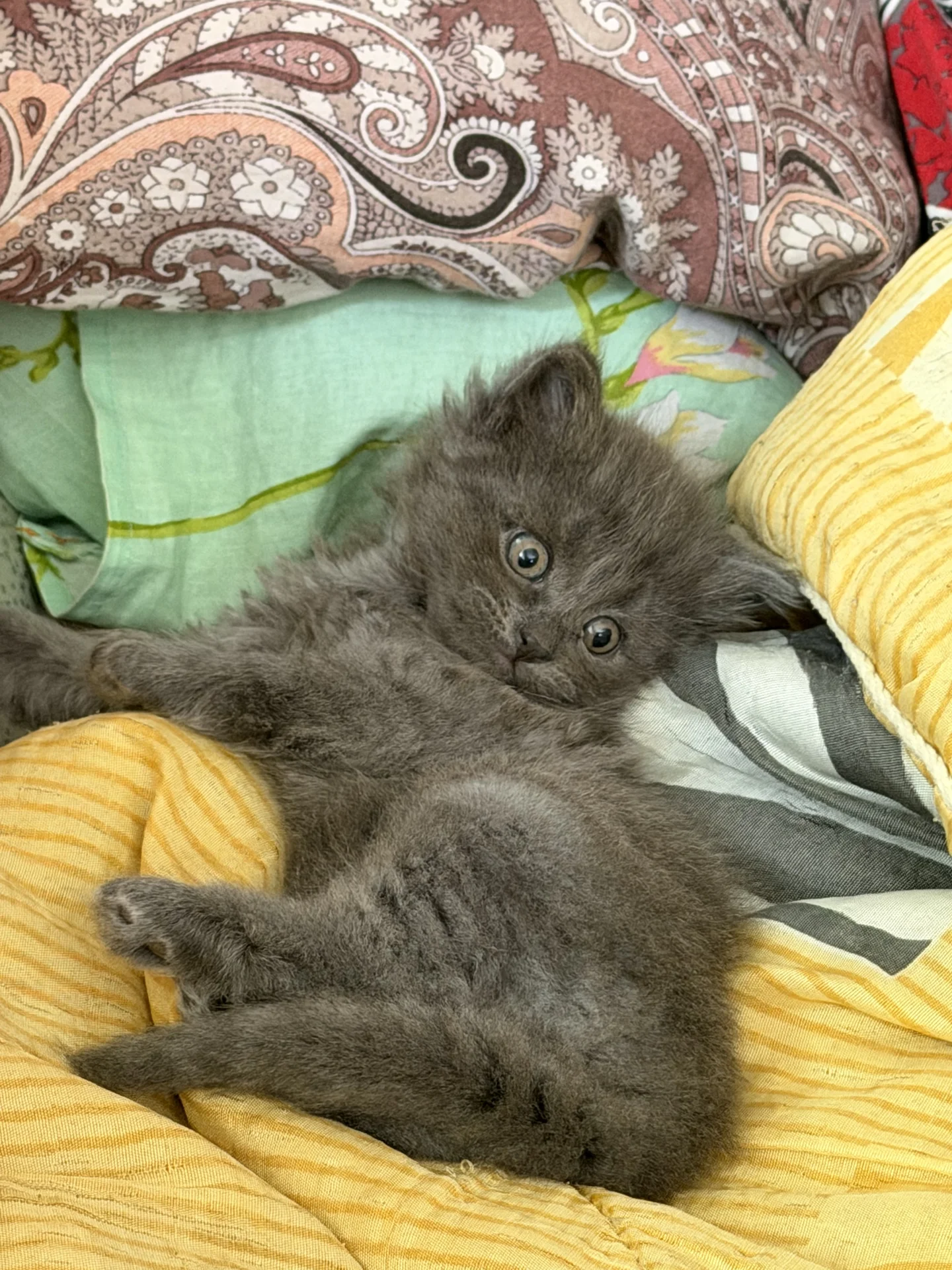 котята в добрые руки - миниатюра 7