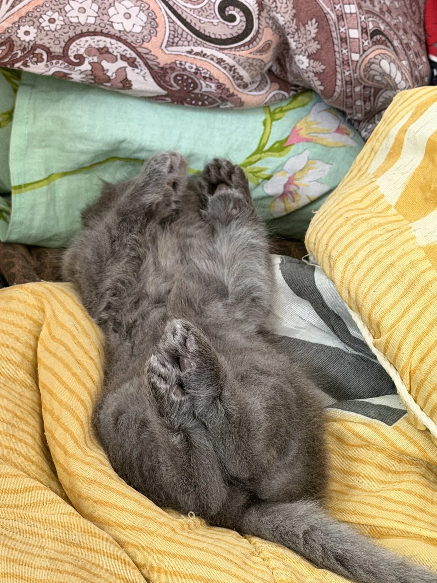 котята в добрые руки - миниатюра 8