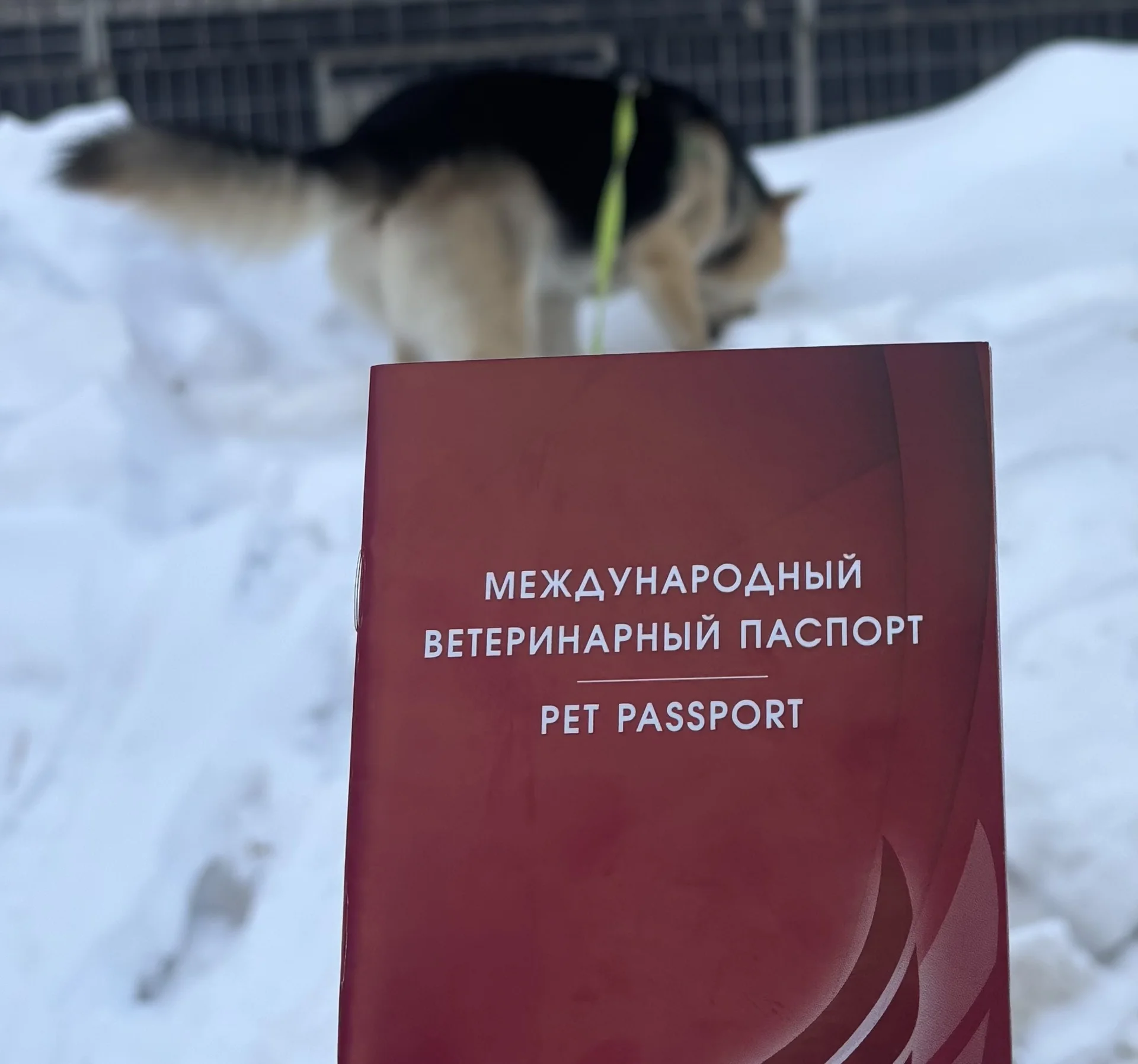 Взрослый пёс в добрые руки - миниатюра 3
