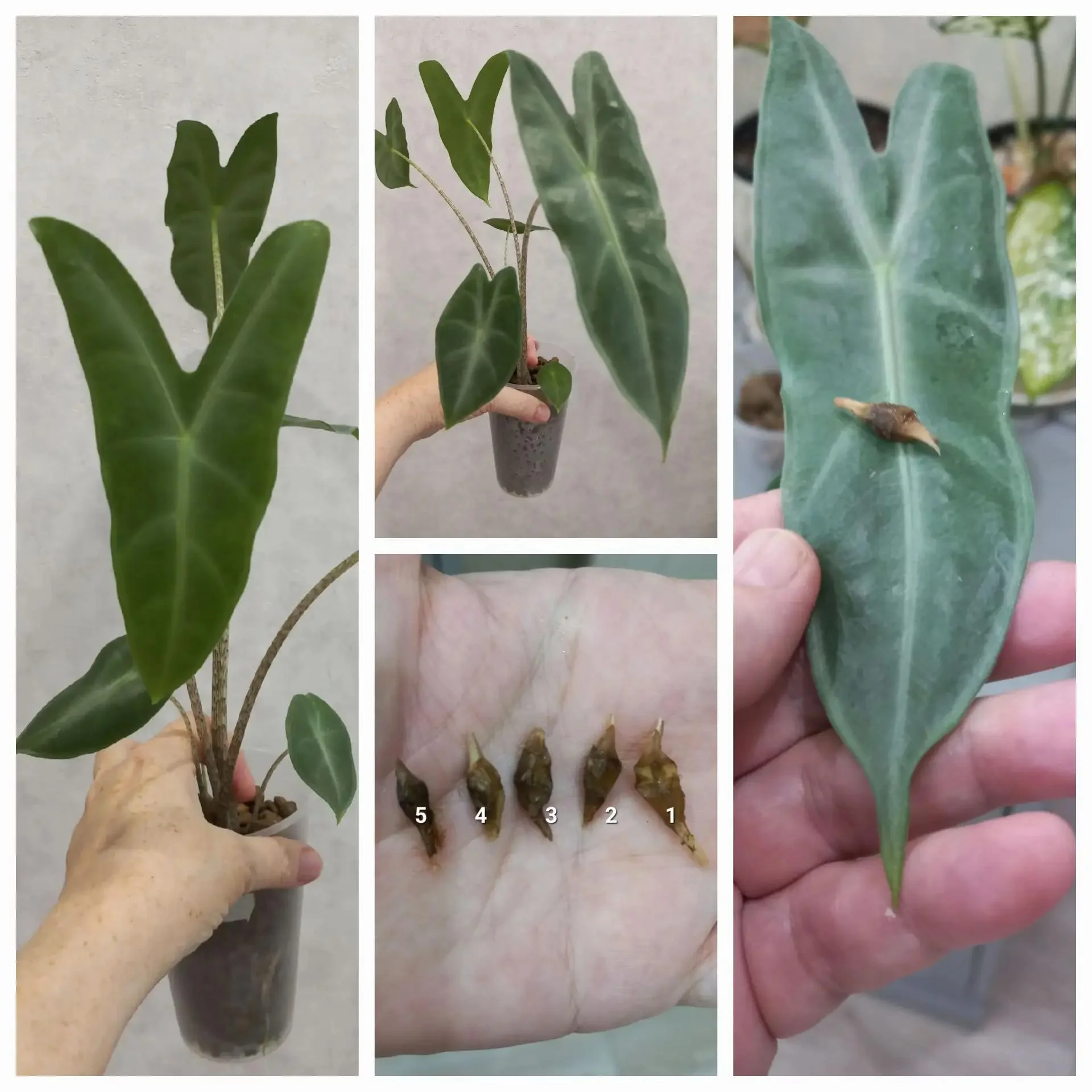 Клубни алоказии Лонгилоба сп. Милк / Alocasia Longiloba sp. Milk Тайский природник