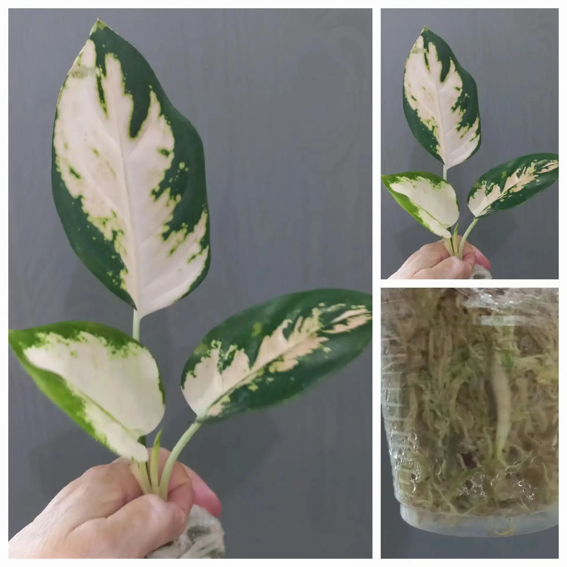 Аглаонема Cochin jasmin - изображение 1