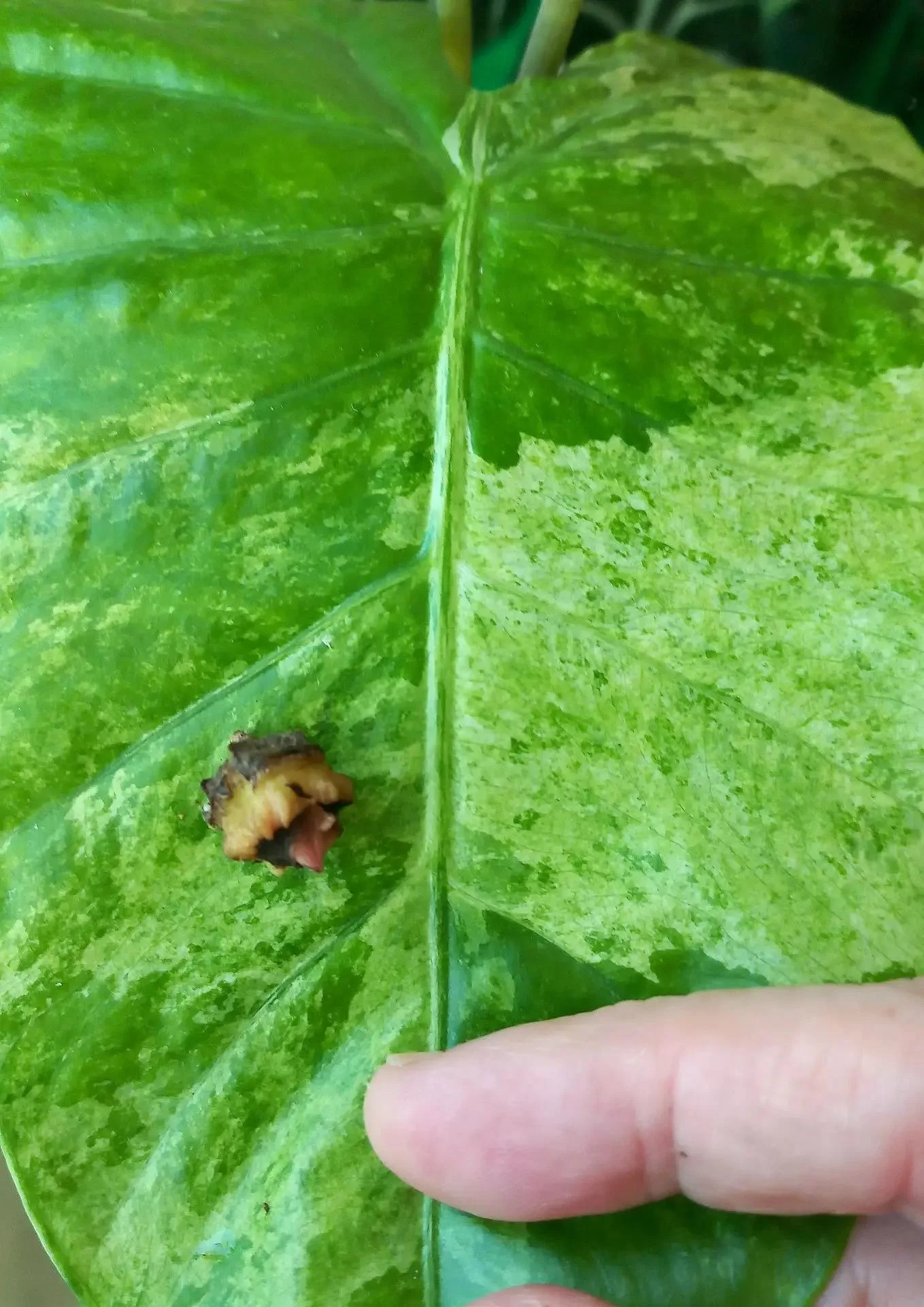 Клубни алоказий - миниатюра 2