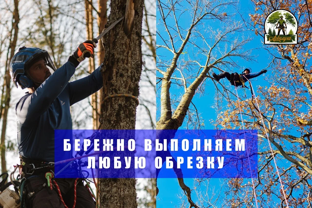 Спил деревьев, расчистка участков, удаление пней - миниатюра 7