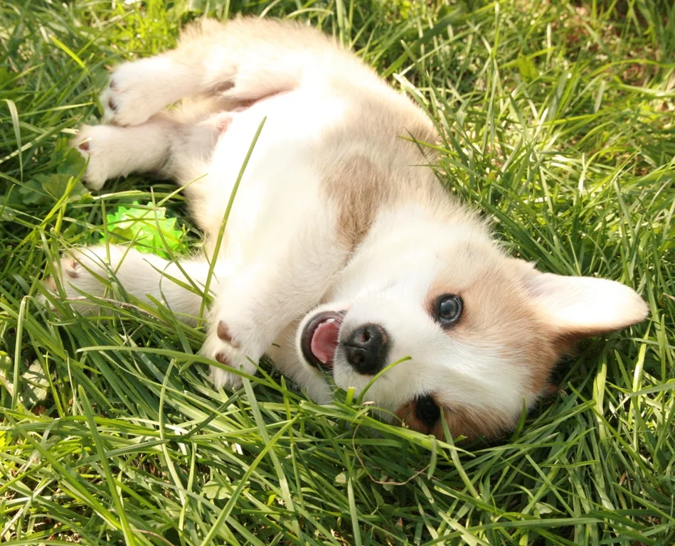 Щенок ВЕЛЬШ КОРГИ ПЕМБРОК – Кобель - Зорро Львиное Сердце - миниатюра 7