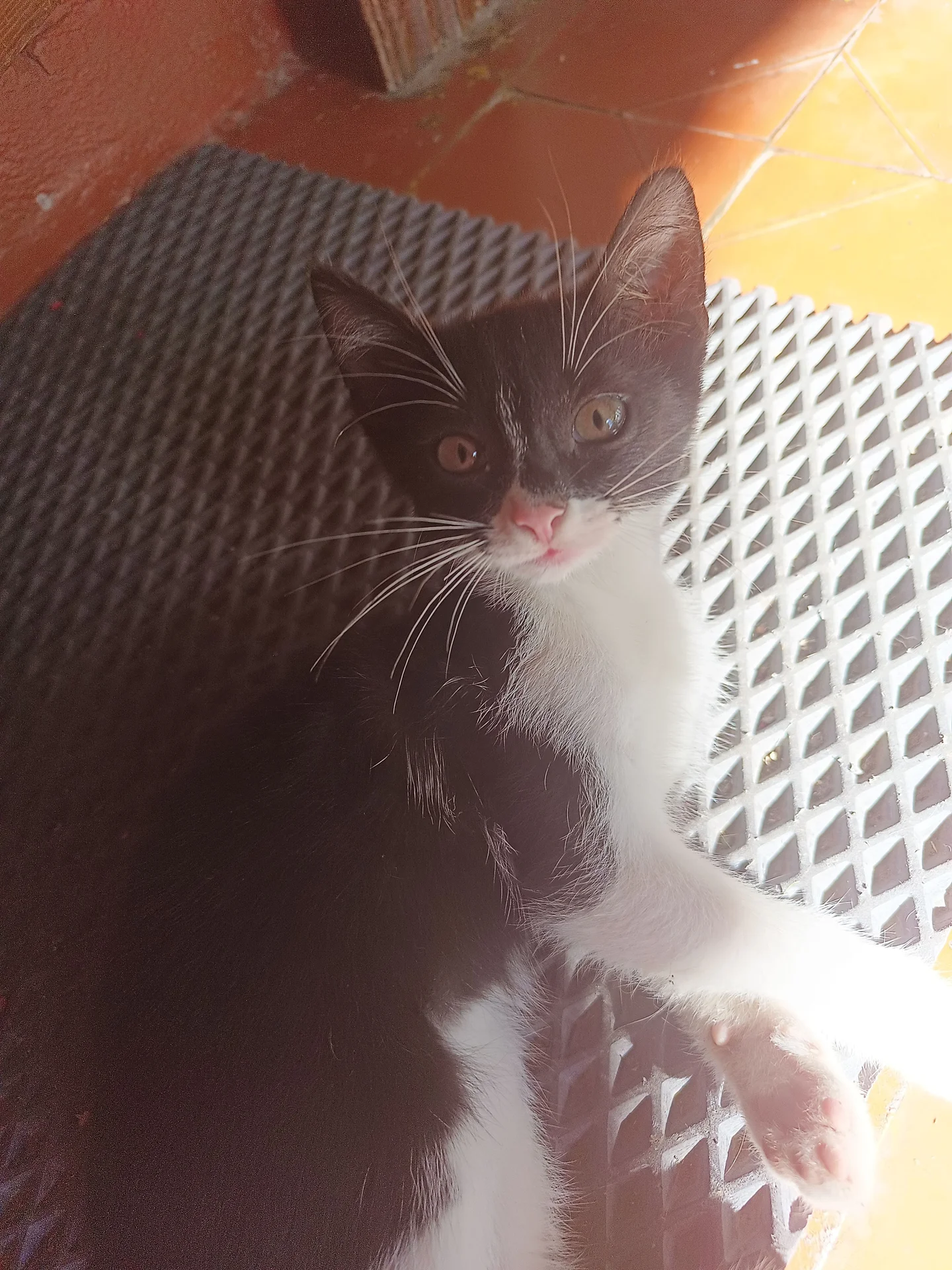 котята - миниатюра 2