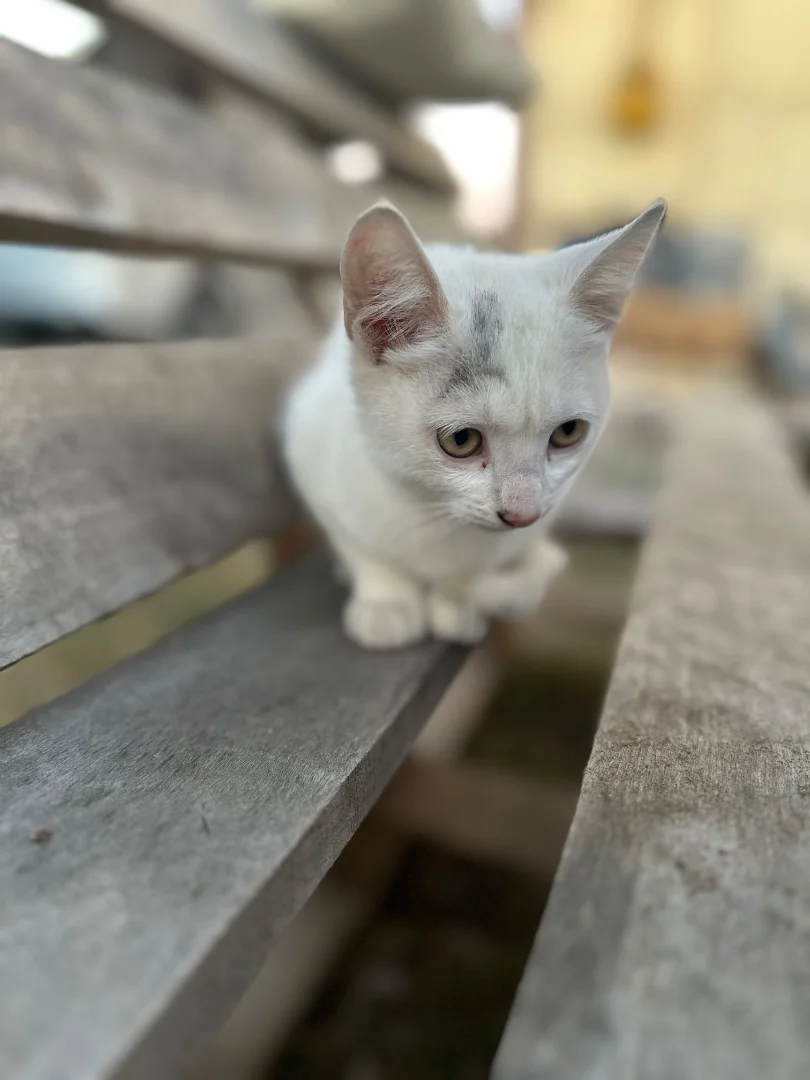 Котенок в добрые руки - изображение 1