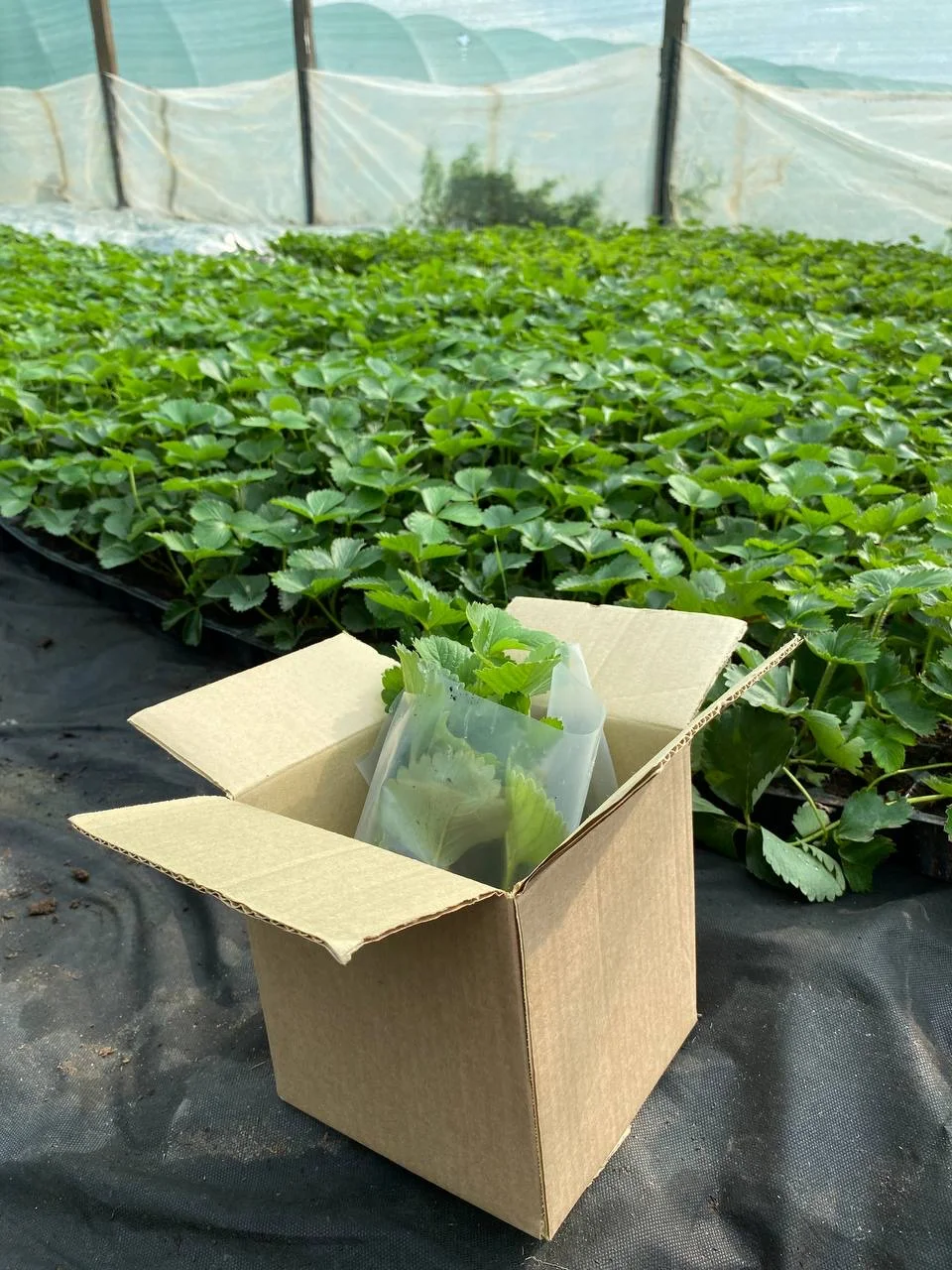 рассада клубникт - миниатюра 2