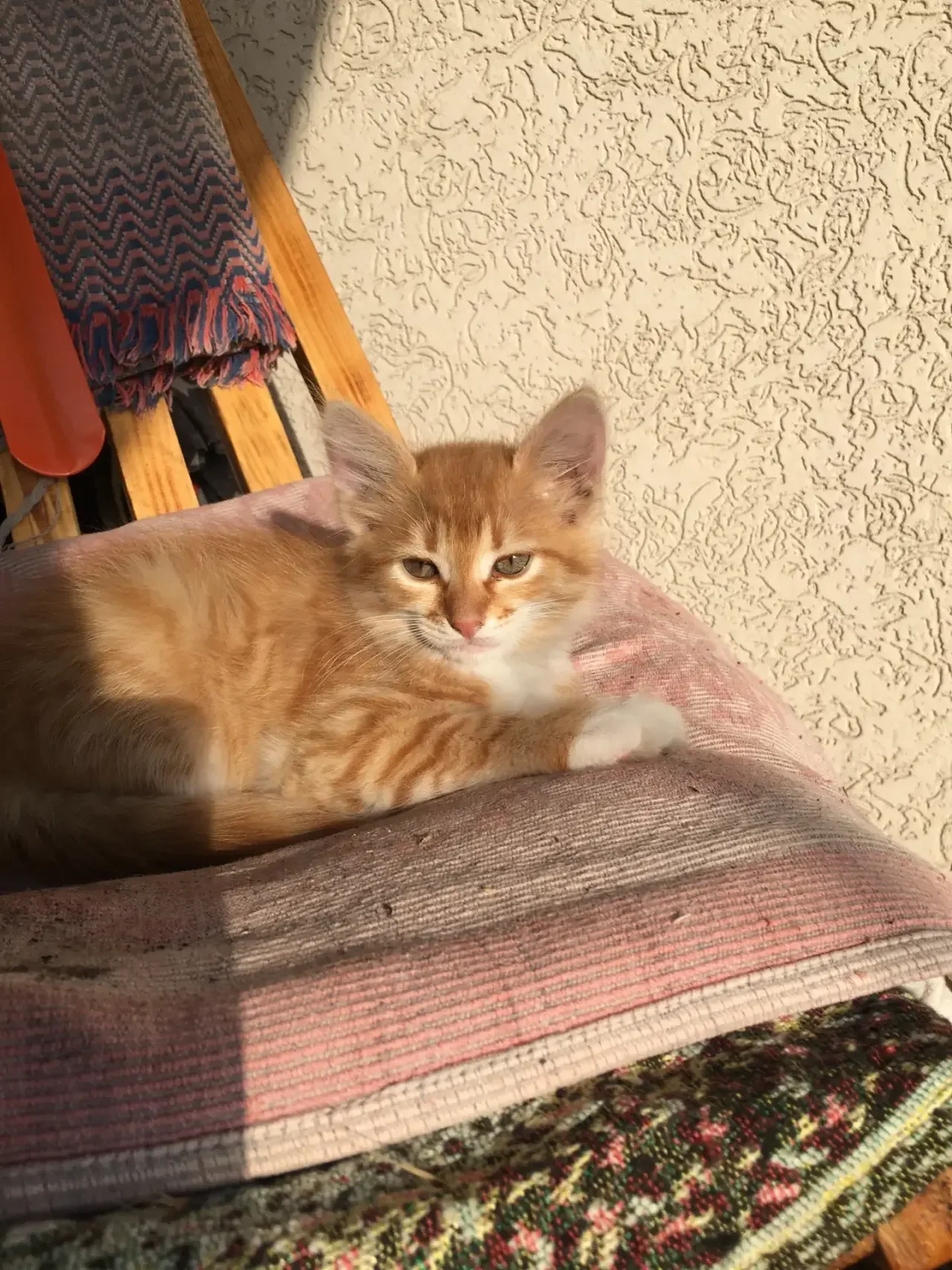 Котята в добрые руки - миниатюра 2