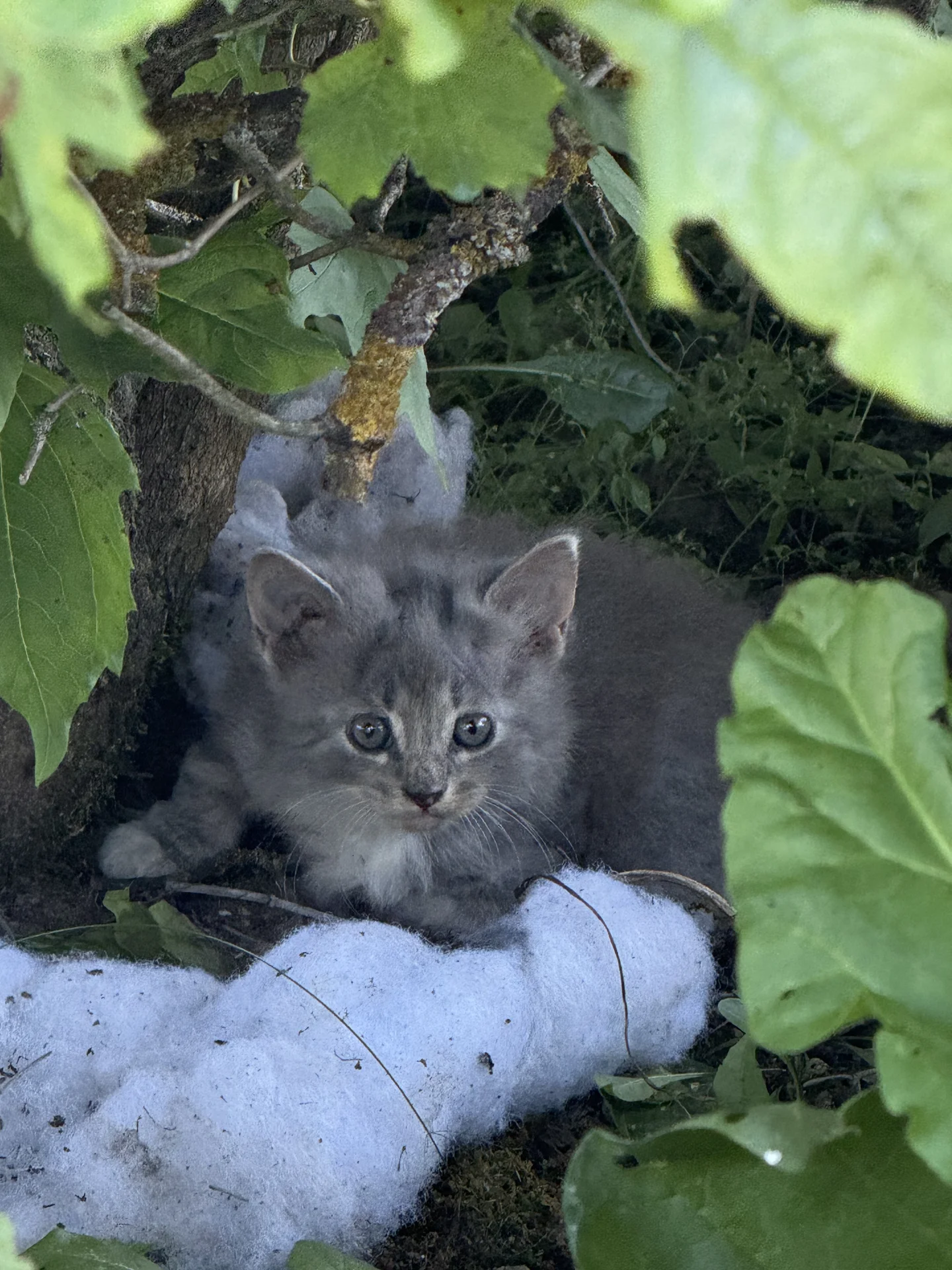 Котята в добрые руки - миниатюра 2