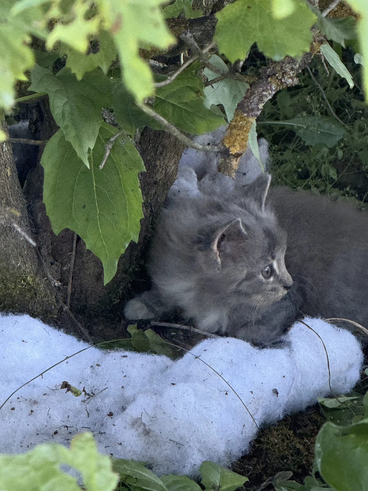 Котята в добрые руки - миниатюра 3