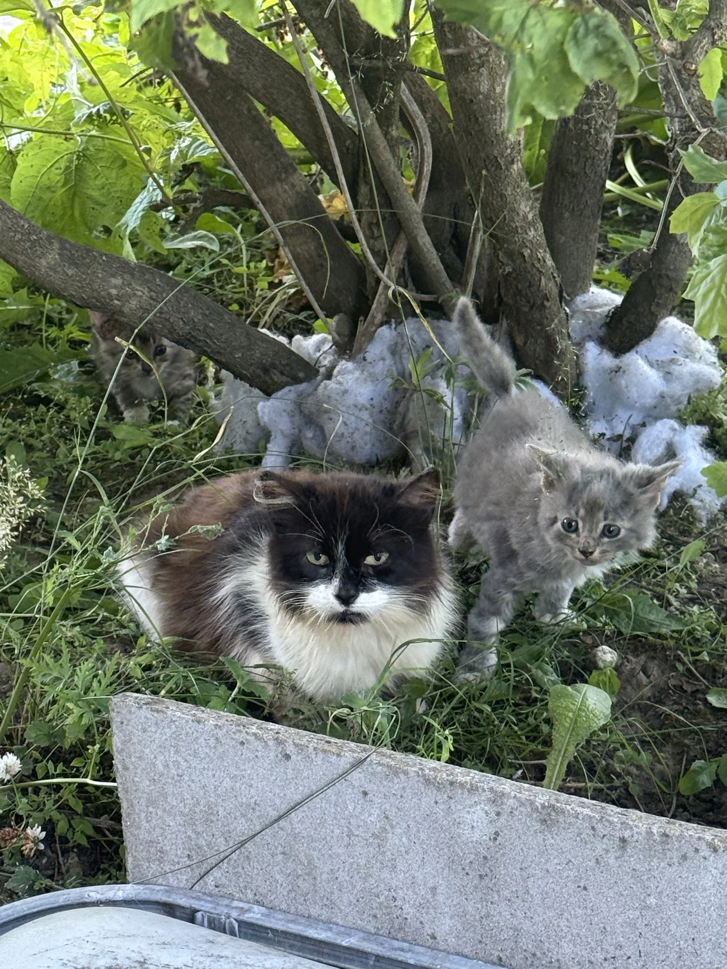 Котята в добрые руки - миниатюра 4