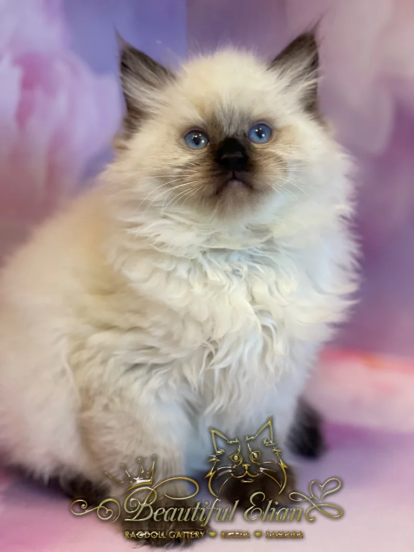 Котенок рэгдолл - изображение 1