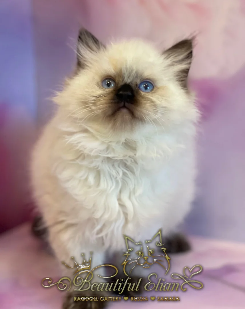 Котенок рэгдолл - миниатюра 2