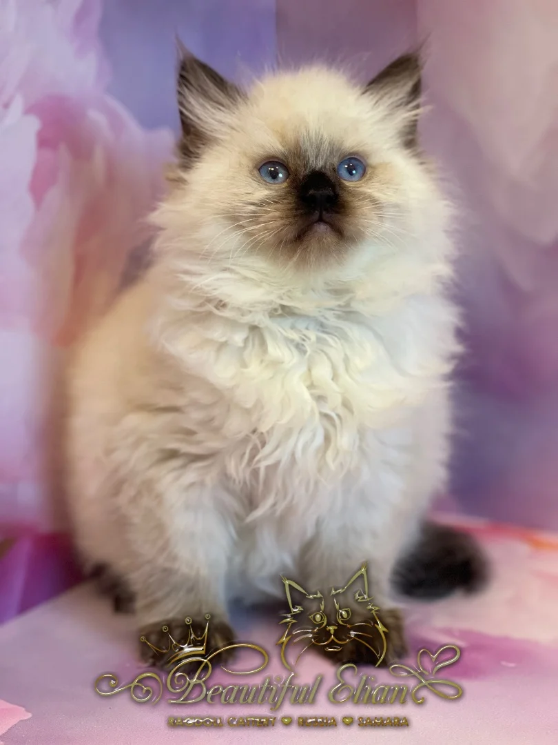 Котенок рэгдолл - миниатюра 3