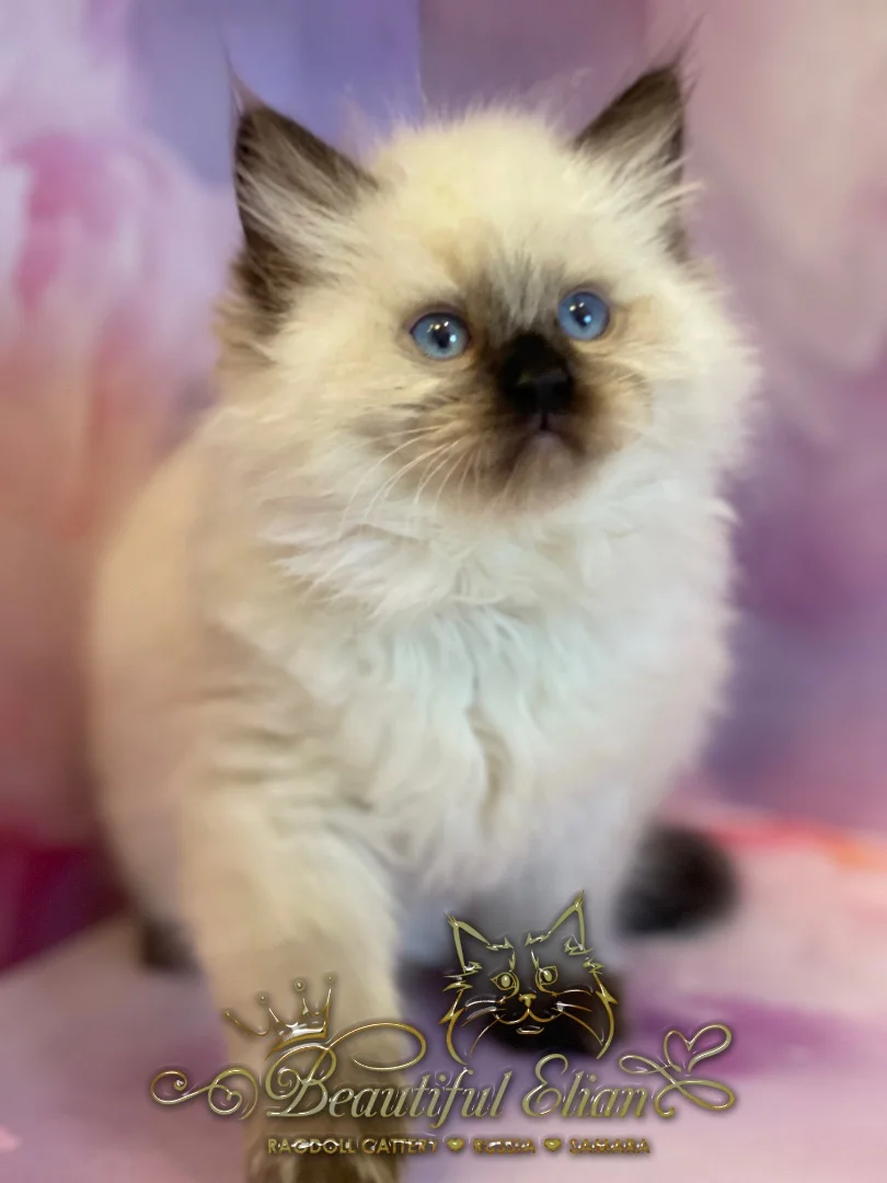 Котенок рэгдолл - миниатюра 4