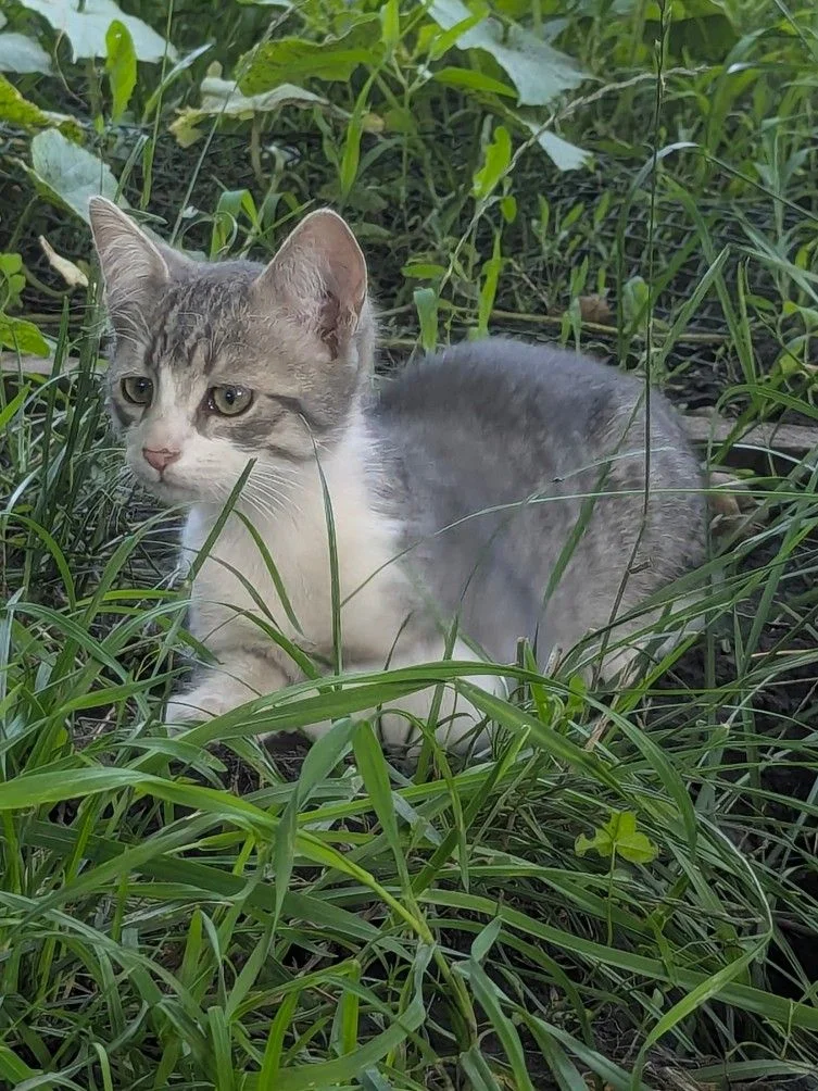 котята - изображение 1