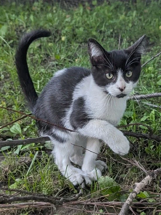 котята - миниатюра 2