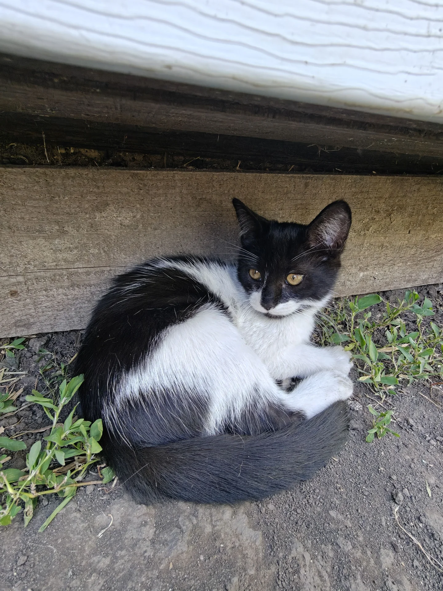котята - миниатюра 3