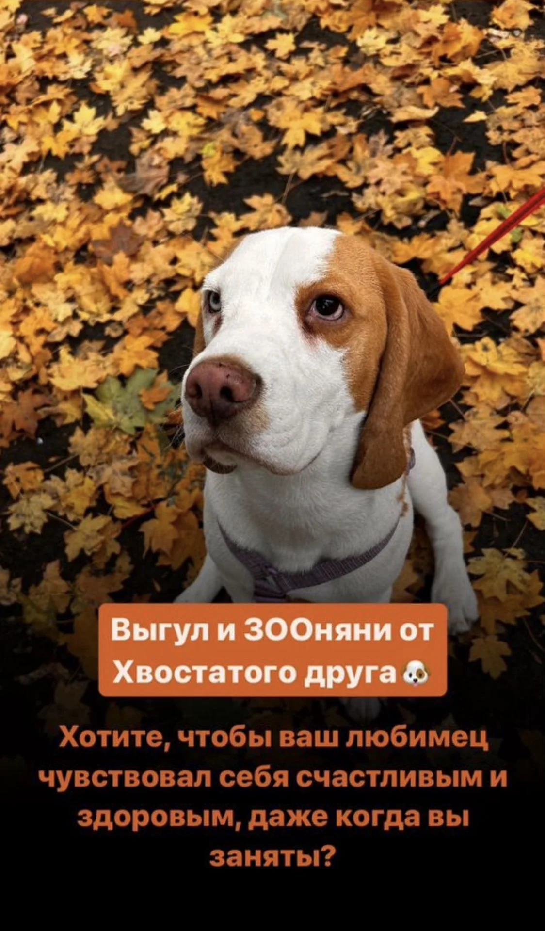 Выгул/ догсситер - изображение 1