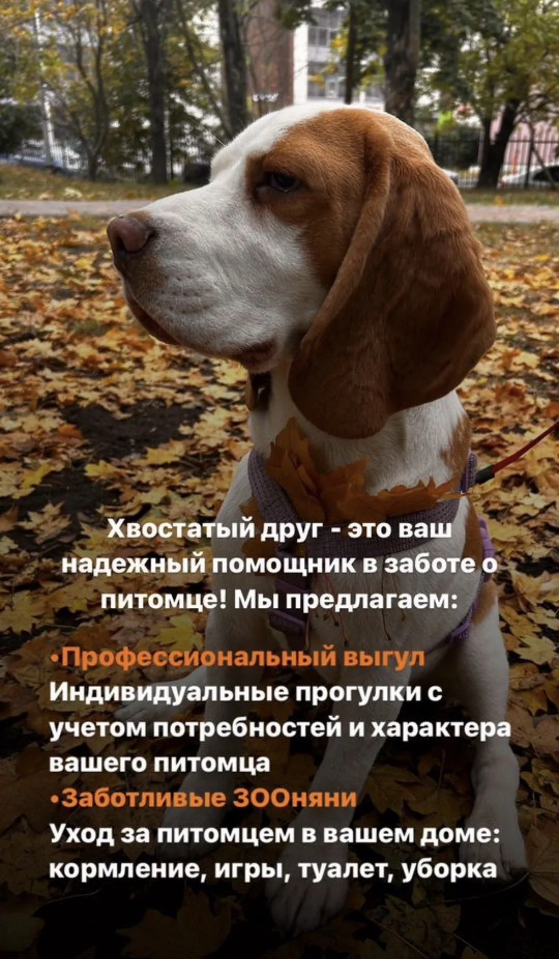 Выгул/ догсситер - миниатюра 2