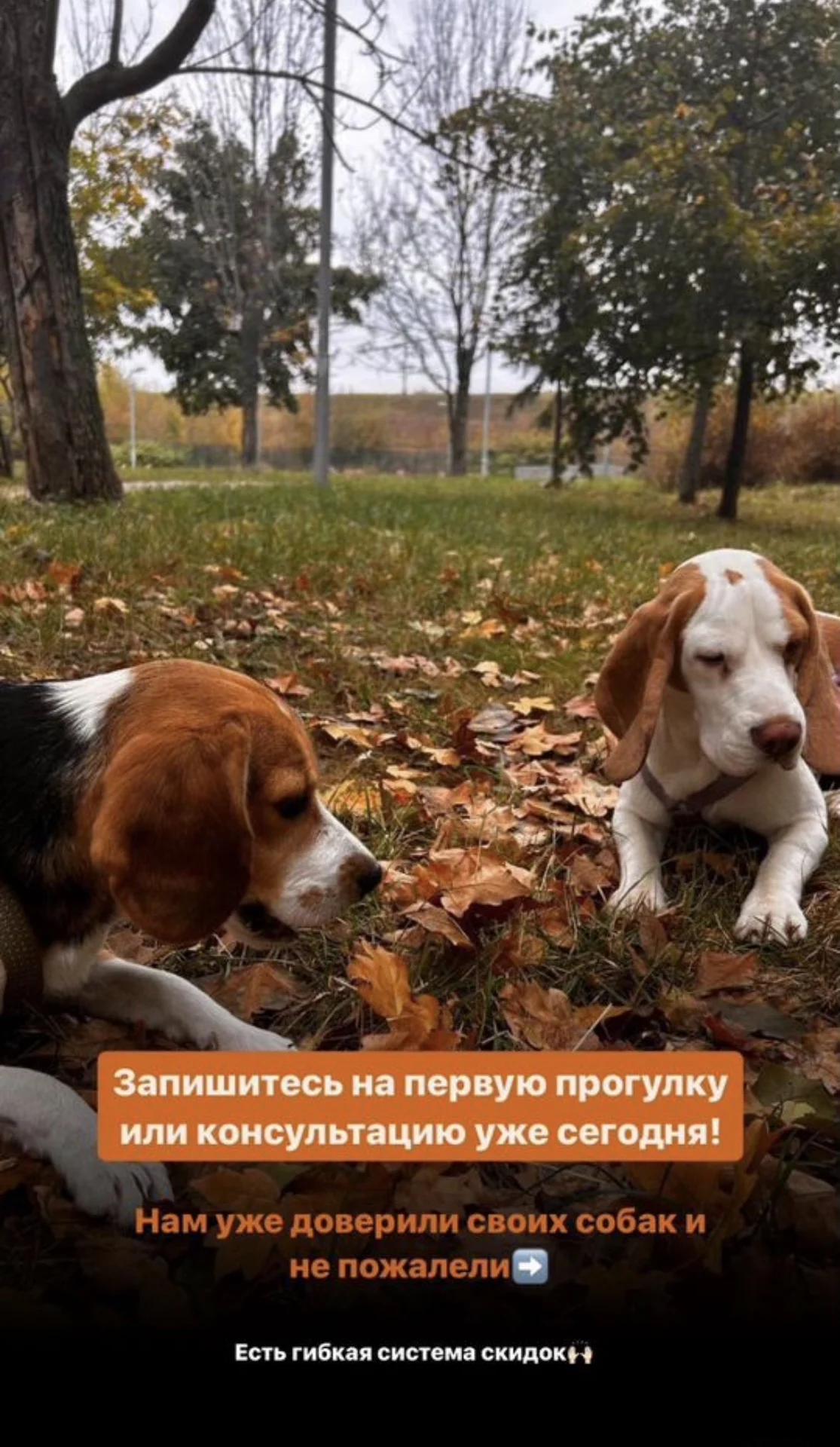 Выгул/ догсситер - миниатюра 3