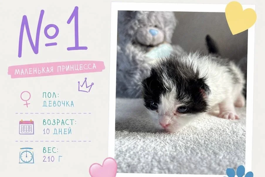 Котенок в добрые руки - изображение 1