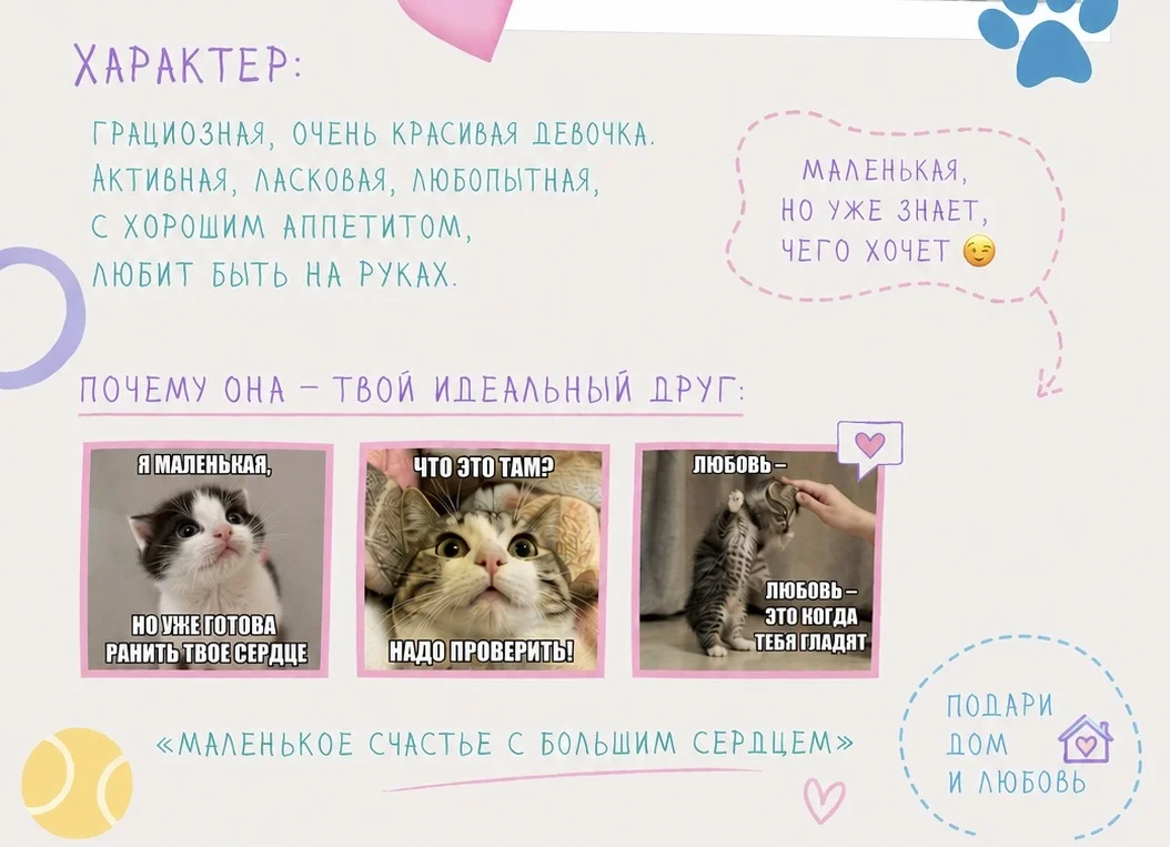 Котенок в добрые руки - миниатюра 2