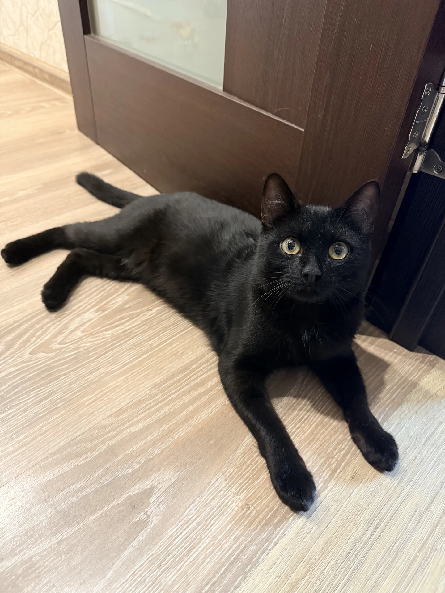 Котенок - миниатюра 2