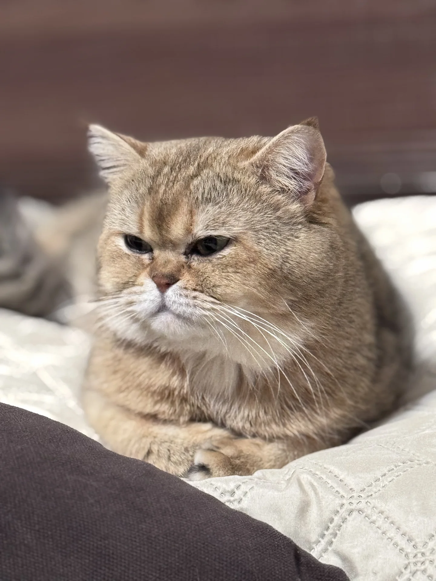 вязка кот - миниатюра 3