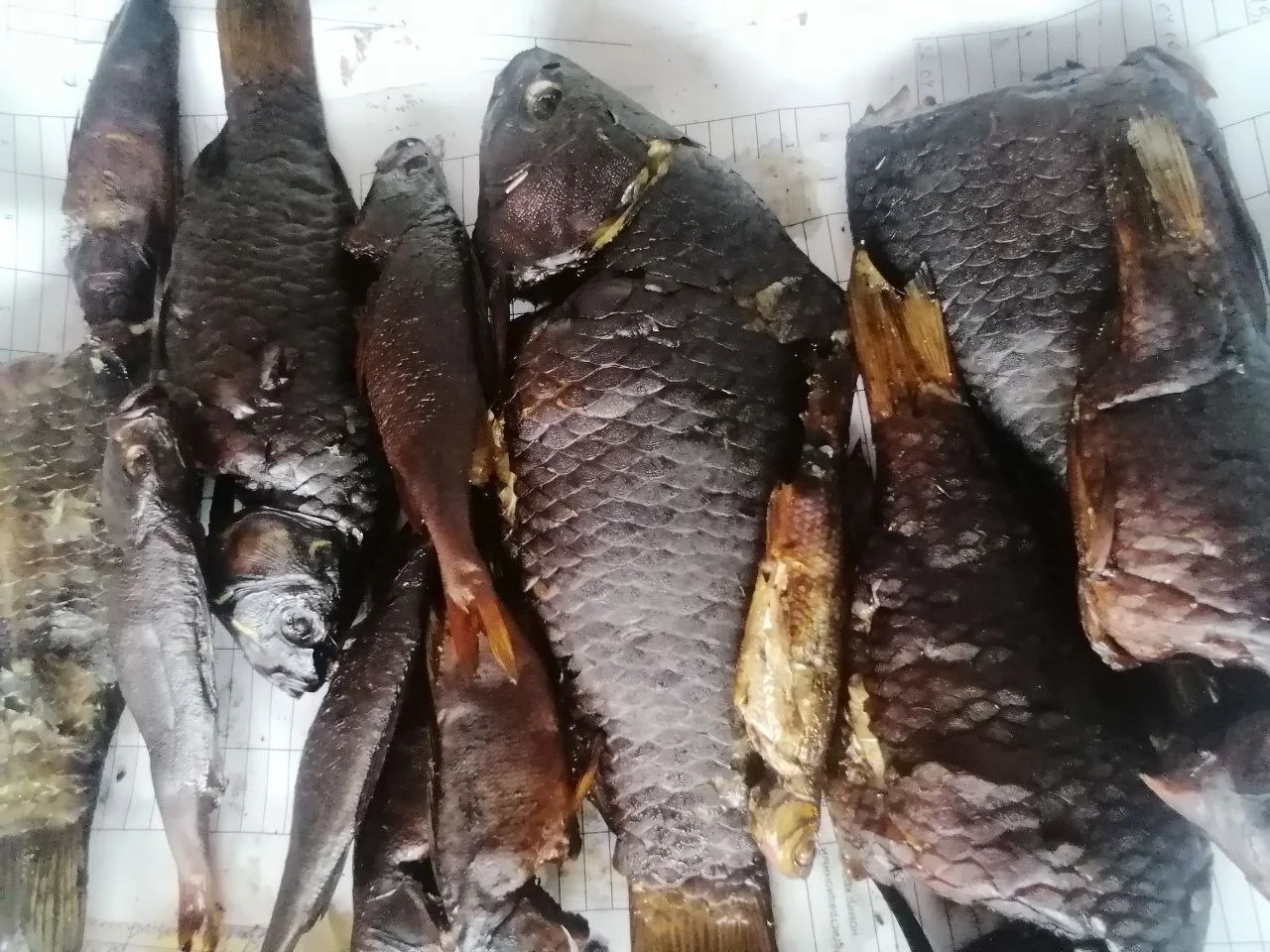 рыба горячего копчения/карась копченый