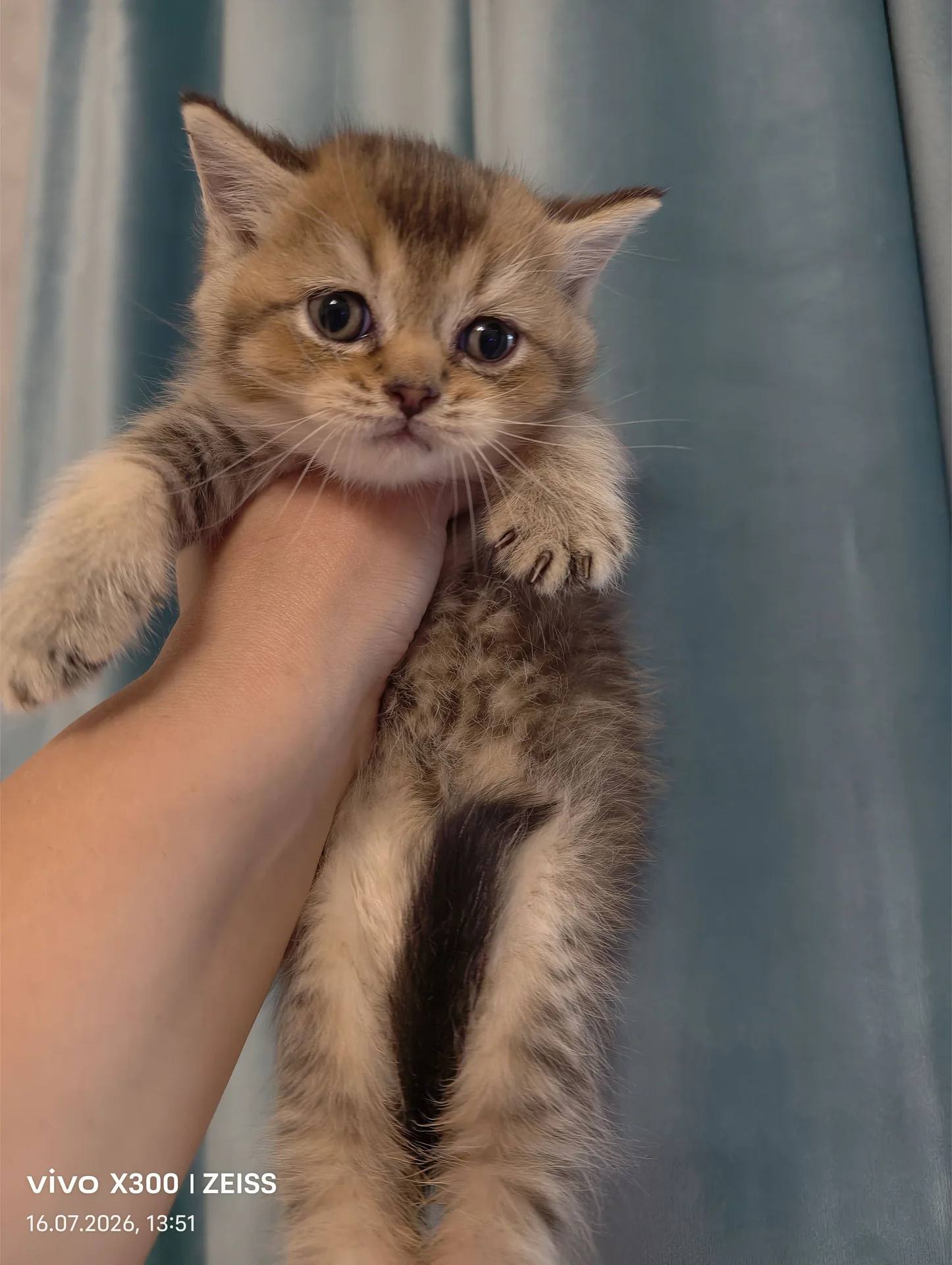 шотландские котята - миниатюра 2