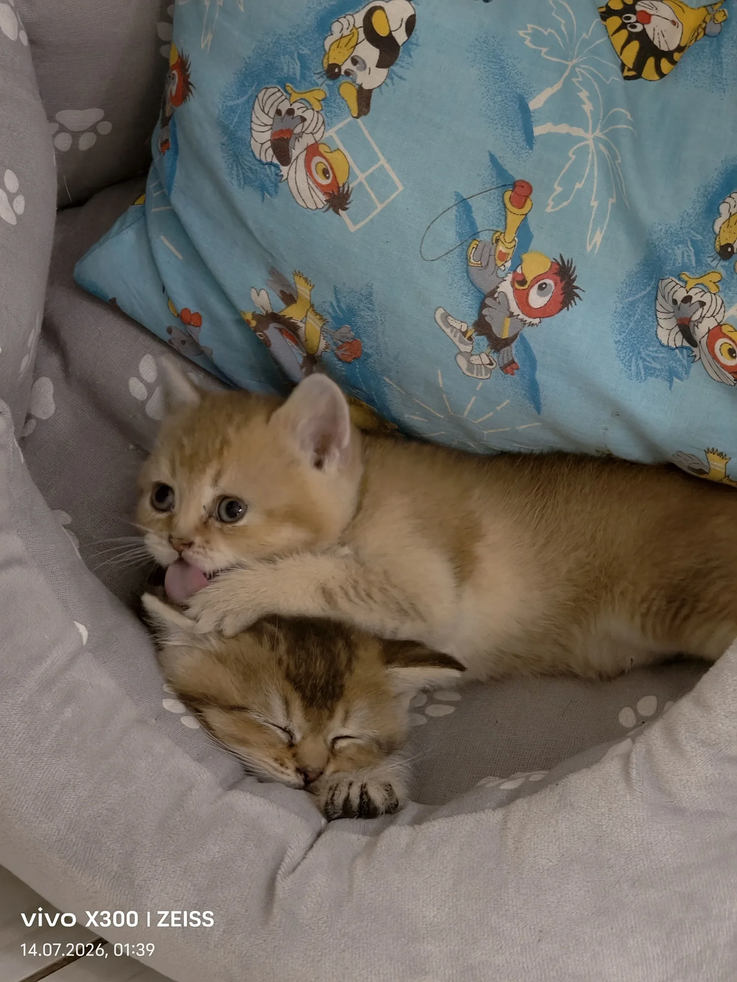 шотландские котята - миниатюра 3