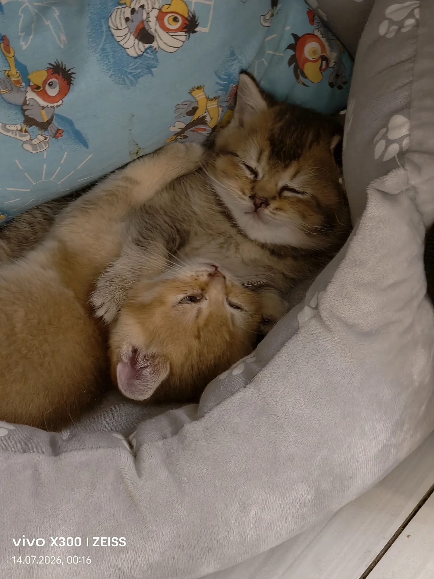 шотландские котята - миниатюра 4