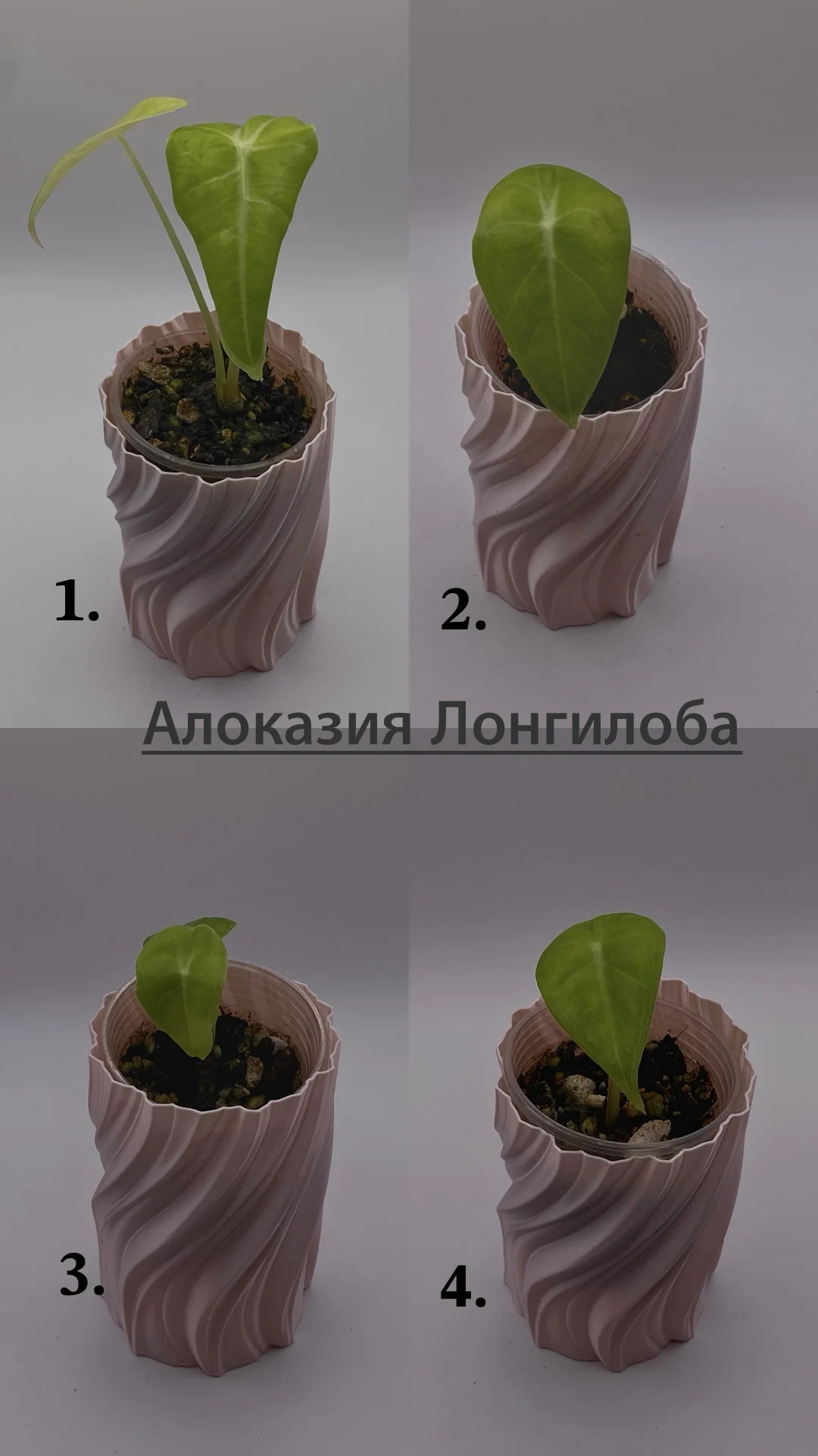 Алоказии - миниатюра 6